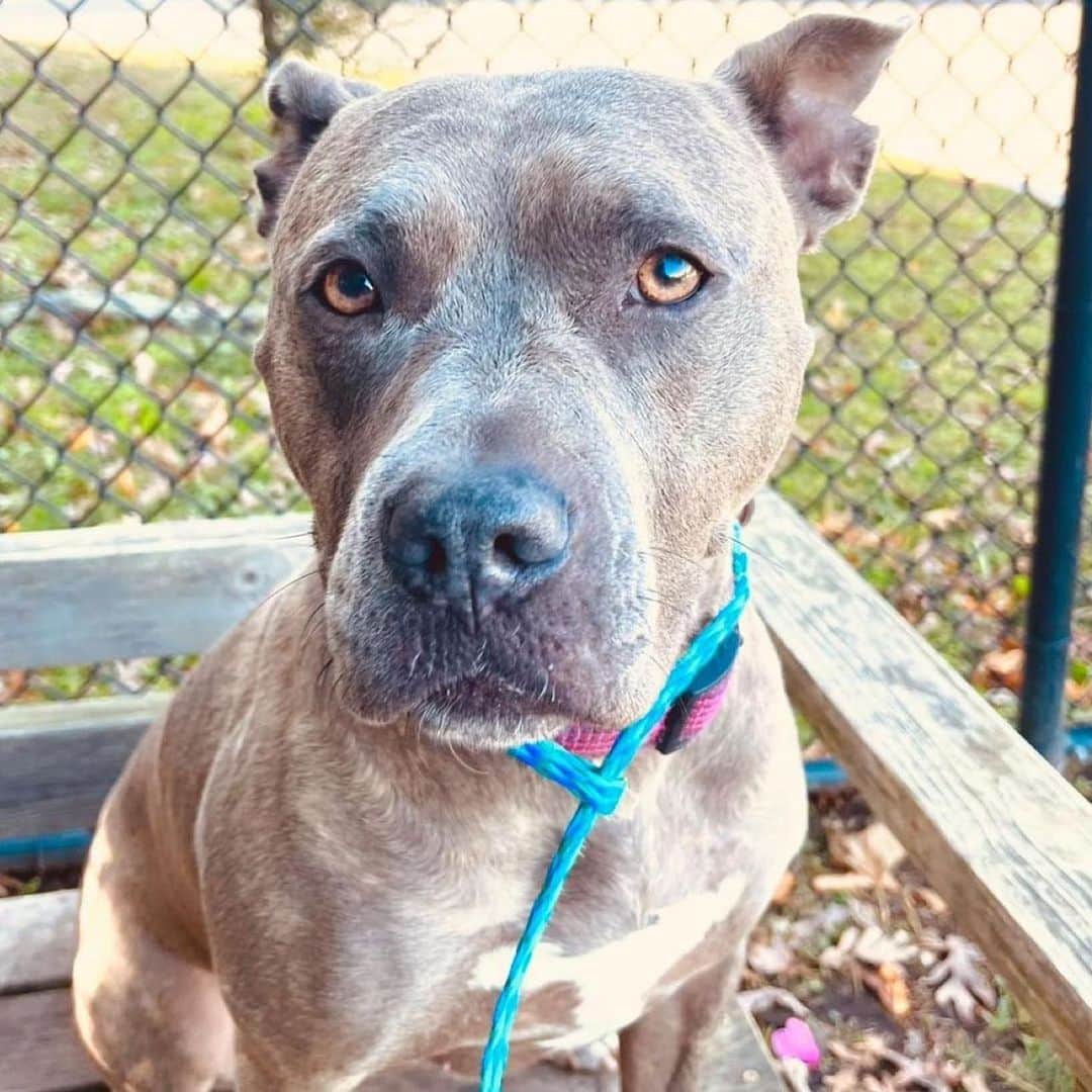 キャサリン・ハイグルのインスタグラム：「Any New Yorkers out there looking for the love of their life? It’s probably sweet Koda here…she’s also looking for the love of her life…swipe right and make a match that really matters!   This beautiful soul is deteriorating in the shelter and needs out now. Please share her so the perfect human who will love her for life can find her. She has been in the shelter long enough. Thank you. #standupforpits #adoptKoda  KODA #21-228. Arrived 7/14/2021 at 2 years old. 💕  Koda is a 3 year old DOG who is super sweet, affectionate, and smart. She is such a special soul who has been ruined by shelter life. She was dumped by her owner and has been lost and distraught ever since. She truly breaks my heart everyday and I will do ANYTHING to get her the home she so deserves.   She is not doing well at the shelter and she desperately needs to find her life. I’m begging and pleading for you to consider sharing her. She has been with us for 2 years now and just needs a chance to shine.   PLEASE, PLEASE come meet her ... I promise you will love her .. she just needs a chance! She is SUPER stressed at the shelter and desperately needs a family to love.  Koda is best as the only pet for now, but can possibly live with a calm male in the future. Kids over 12 (due to her energy level)  Koda also comes with a few free training sessions to help get her acclimated. If a rescue is willing to pull her I will do anything to make that happen.  Babylon Animal Shelter 🐾 80 New Highway Amityville, New York 11701 (631) 643-9270 Hours: M-F 10-4 / Sat 10-3」