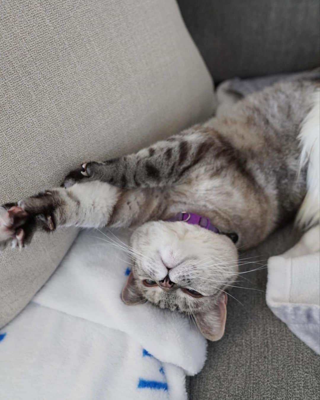 nala_catさんのインスタグラム写真 - (nala_catInstagram)「Sunday Vibe ❤️   #sunday #meow #cute #cat #catsofinstagram」5月8日 1時56分 - nala_cat