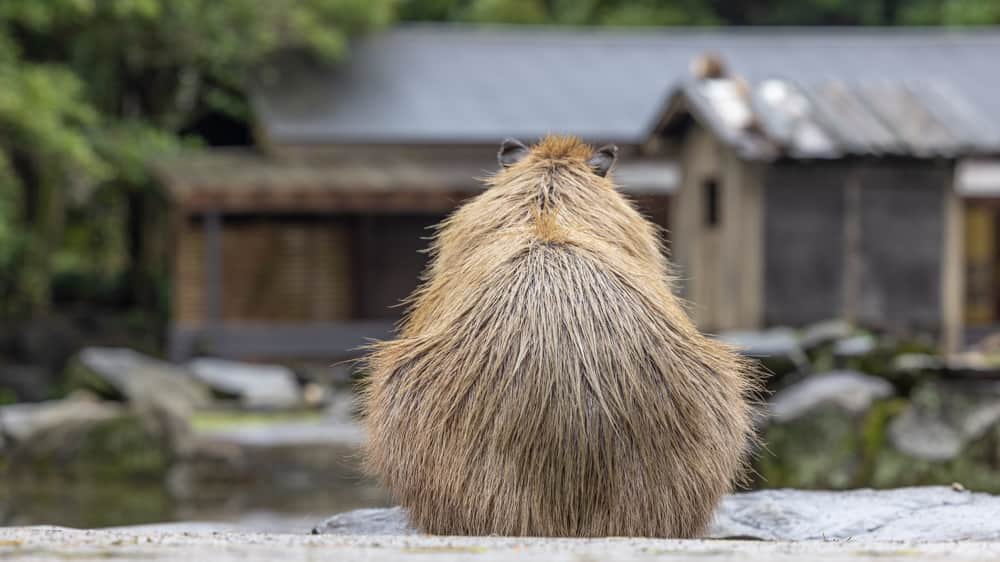 渡辺克仁さんのインスタグラム写真 - (渡辺克仁Instagram)「さて、  通常の生活リズムに戻そう。  #カピバラ #水豚 #capybara #長崎バイオパーク  #癒し #可愛い #かわいい #pretty #cool #動物園」5月8日 11時58分 - katsuhito.watanabe