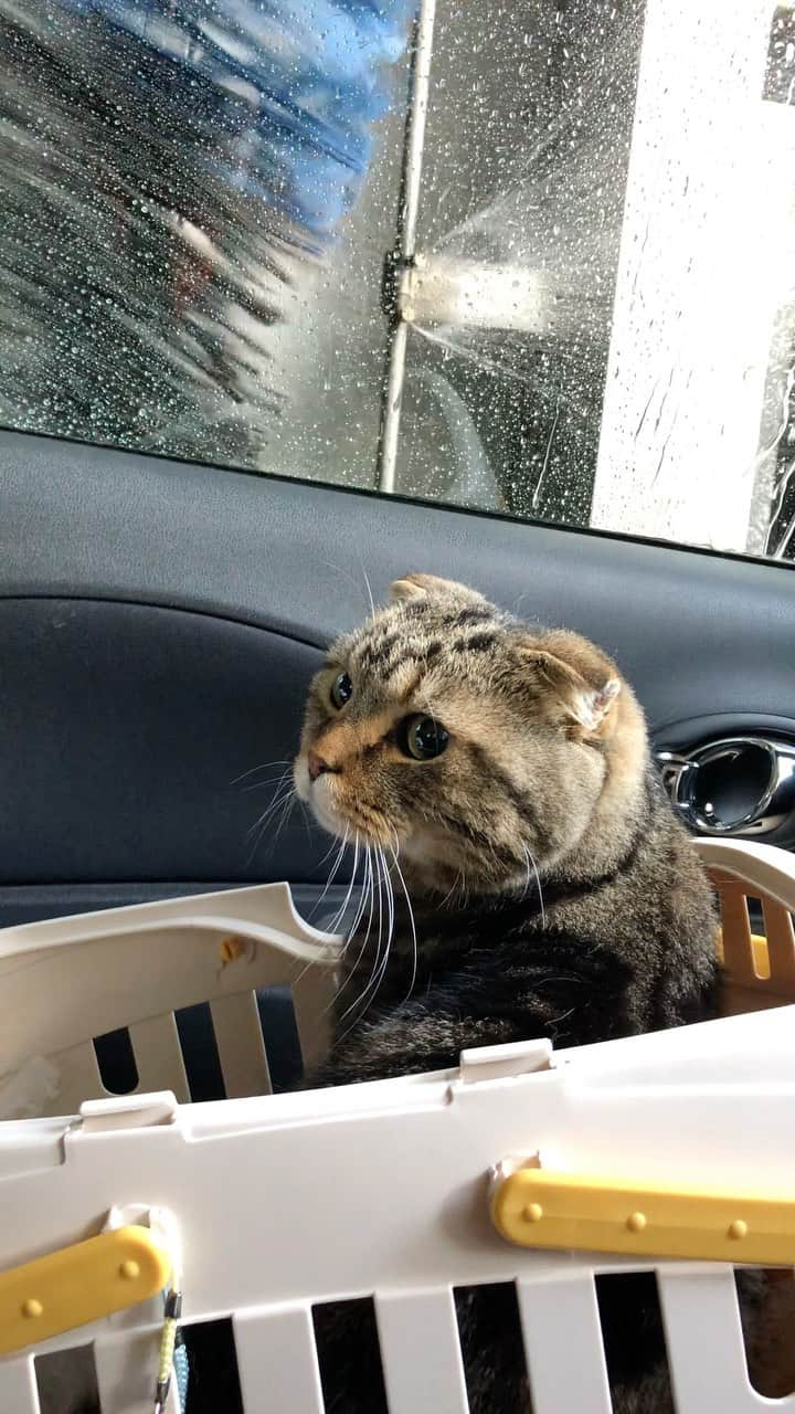 bunny & 2 catsのインスタグラム：「An automatic car washer😸🚿🚗✨ _ 🐾 Buuzou😺 #洗車 #洗車機 怖がるかなぁと心配してたのですが、乗り出して見始めました😂 _ #scottishfold#多頭飼い#ねこ#猫#cats#cute#amazing#スコティッシュフォールド _ #PECO#ねこ#9gag#WeeklyFluff#ふわもこ部#instavideo#ねこのきもち#catsofinstagram#instagram#instagramjapan#cats_of_world#猫動画」