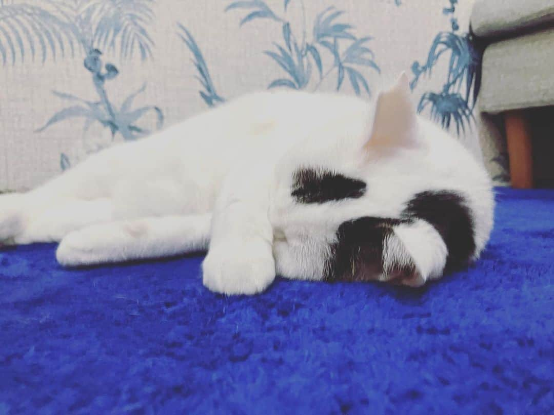 Siznaさんのインスタグラム写真 - (SiznaInstagram)「#dura #cat #づら #猫 #sizna #雑種 #元地域猫 #ヅラ #ヅラ猫 #ヅラ猫部 #にゃんスタグラム #猫変態を増やそうの会 #5月病 #雨」5月8日 12時36分 - dura0227