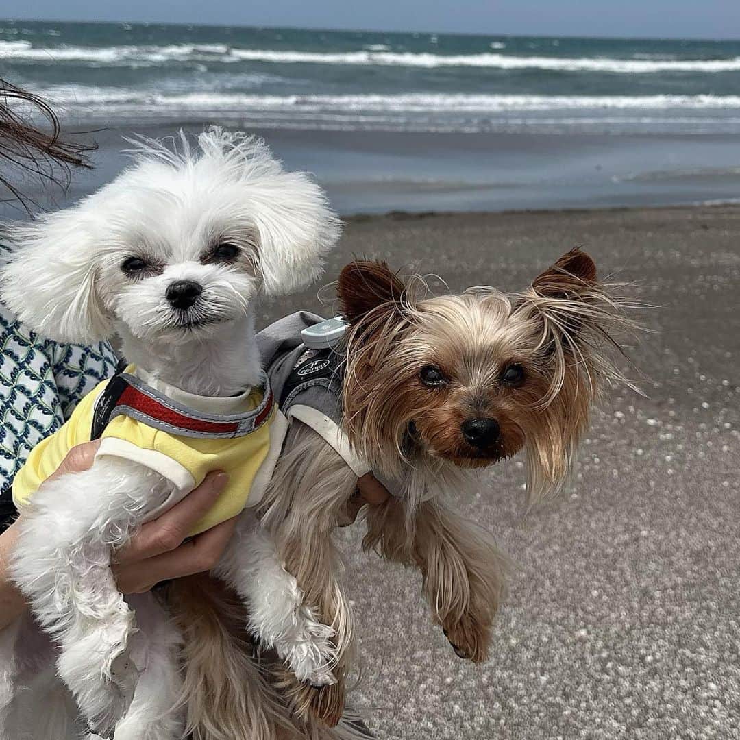 富士川碧砂さんのインスタグラム写真 - (富士川碧砂Instagram)「千葉　南房総　 犬同伴ホテル　DANQOO  1日10組限定‼️  わんこのための、 わんこに優しい、 わんこファーストの、 素晴らしいホテルでした💕  ちろちゃんもらんちゃんも、 大喜び💕  海岸まで2分🌊  らんちゃんは、初めての海。 びびってました💦  ドッグランは人工芝🌱  ちろちゃんが走るのを初めて見ました（笑）  たくさん思い出があり過ぎて…  写真はまたアップします‼️  動画は、  YouTubeチャンネル  「占い師ミサの当たり過ぎ開運占い🔮」 　 今日のわんこコーナー🐶を見てやってくださいませ💕  #ダンクー #danqoo #犬同伴ホテル #千葉犬同伴ホテル #ちろ #ヨークシャーテリア #ヨーキー大好き #らん #マルチーズ #マルチーズ大好き #多頭飼い #占い師 #富士川碧砂 #占い師ミサの当たり過ぎ開運占い #アシスタント犬 #アシスタント犬ちろ #アシスタント犬らん」5月8日 13時01分 - fujikawamisa