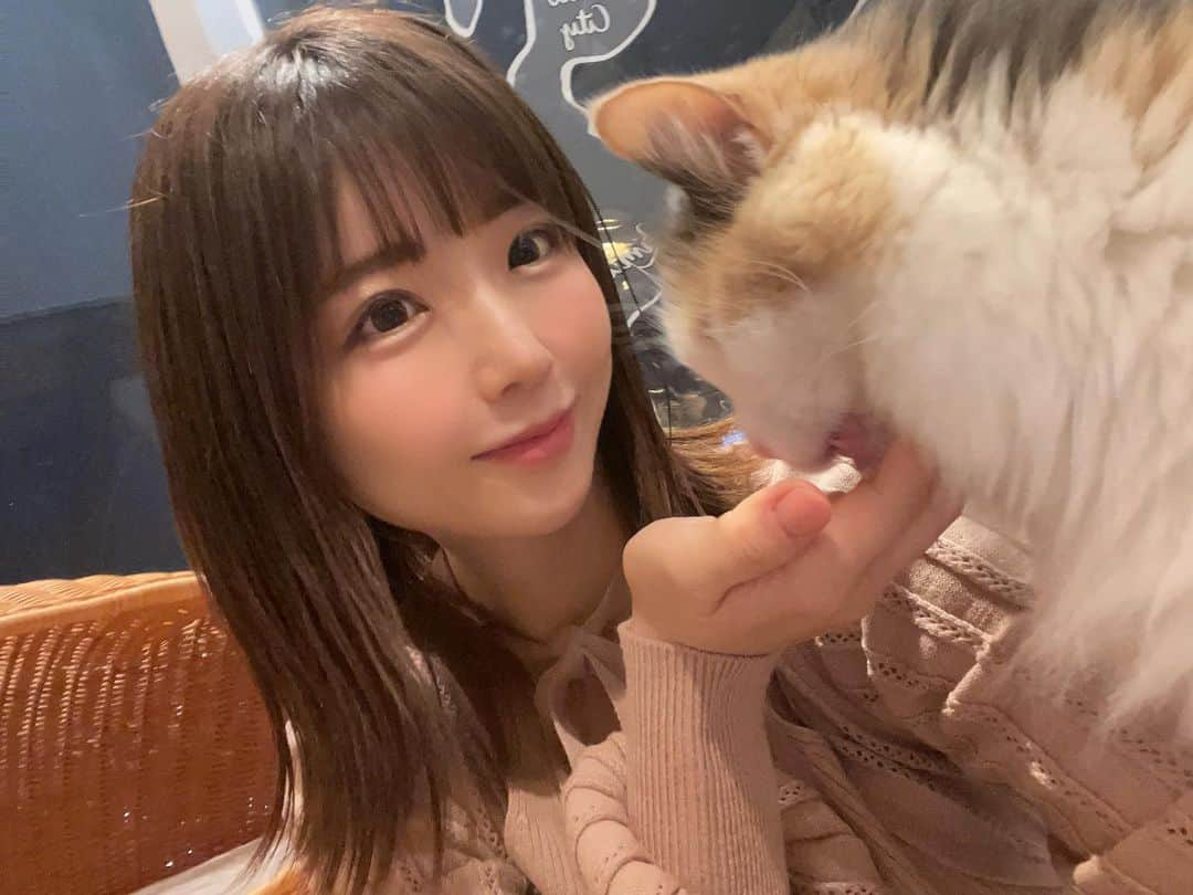 佐倉絆さんのインスタグラム写真 - (佐倉絆Instagram)「猫カフェブームでこの前は新宿に行ったのですが、今回は @mocha.harajyuku へ🐱  100円のおやつ持ってるだけで途端にヒーローになれるから超幸せ気分になれるよ✌️  Wi-Fiも充電器もあるしドリンクは飲み放題だからいつも長時間いすぎる🤣  たまたまご飯の時間に遭遇出来たし 原宿は白にゃんこがたくさんいて可愛すぎたから早くまた会いに行きたい🐱  あーみんな懐っこくて可愛かった🥹しあわせ  #猫 #カフェ #猫カフェmocha #猫カフェモカ #猫カフェ #原宿猫カフェ #原宿カフェ #pr #にゃんすたぐらむ」5月8日 12時58分 - kizunasakura