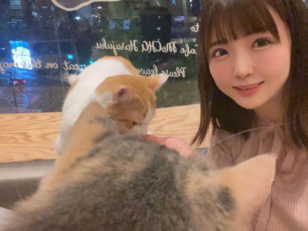 佐倉絆さんのインスタグラム写真 - (佐倉絆Instagram)「猫カフェブームでこの前は新宿に行ったのですが、今回は @mocha.harajyuku へ🐱  100円のおやつ持ってるだけで途端にヒーローになれるから超幸せ気分になれるよ✌️  Wi-Fiも充電器もあるしドリンクは飲み放題だからいつも長時間いすぎる🤣  たまたまご飯の時間に遭遇出来たし 原宿は白にゃんこがたくさんいて可愛すぎたから早くまた会いに行きたい🐱  あーみんな懐っこくて可愛かった🥹しあわせ  #猫 #カフェ #猫カフェmocha #猫カフェモカ #猫カフェ #原宿猫カフェ #原宿カフェ #pr #にゃんすたぐらむ」5月8日 12時58分 - kizunasakura