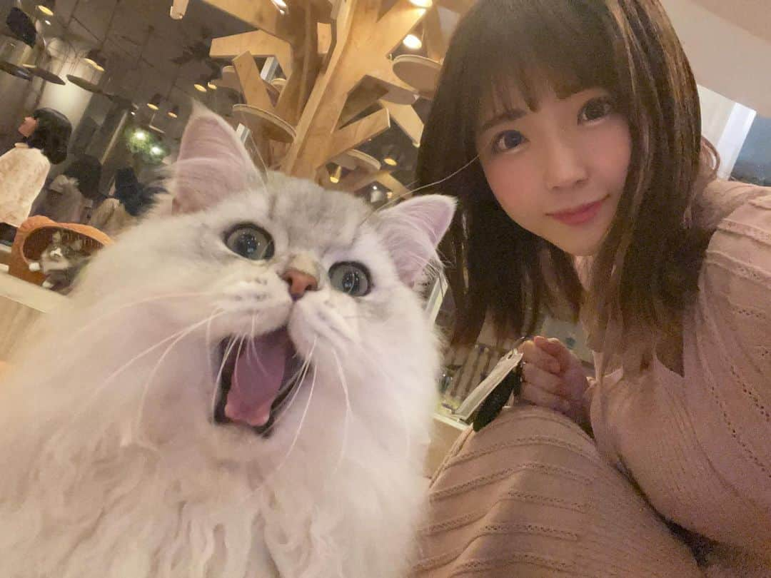 佐倉絆さんのインスタグラム写真 - (佐倉絆Instagram)「猫カフェブームでこの前は新宿に行ったのですが、今回は @mocha.harajyuku へ🐱  100円のおやつ持ってるだけで途端にヒーローになれるから超幸せ気分になれるよ✌️  Wi-Fiも充電器もあるしドリンクは飲み放題だからいつも長時間いすぎる🤣  たまたまご飯の時間に遭遇出来たし 原宿は白にゃんこがたくさんいて可愛すぎたから早くまた会いに行きたい🐱  あーみんな懐っこくて可愛かった🥹しあわせ  #猫 #カフェ #猫カフェmocha #猫カフェモカ #猫カフェ #原宿猫カフェ #原宿カフェ #pr #にゃんすたぐらむ」5月8日 12時58分 - kizunasakura