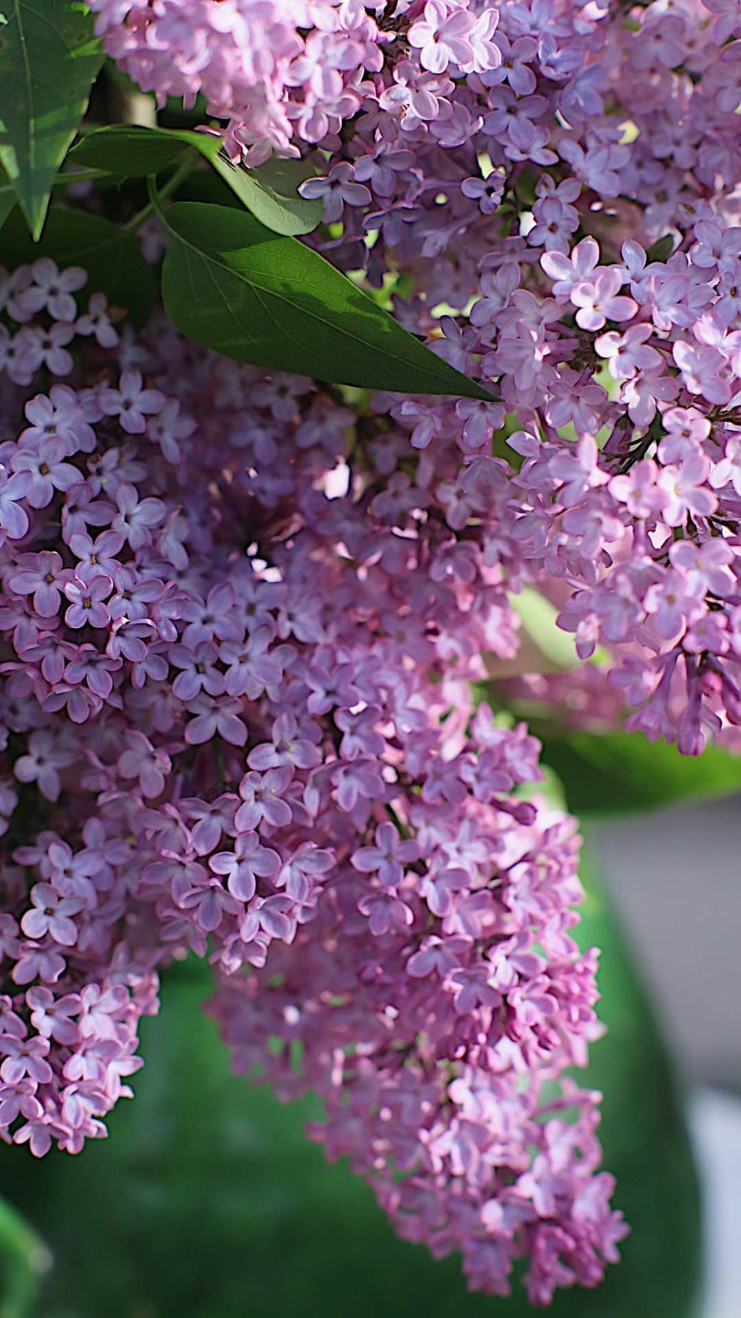 フランスアンティーク ランスタンのインスタグラム：「お隣さんちの#リラ と #藤  #lila #wisteria #glycine  #jardin #garden」