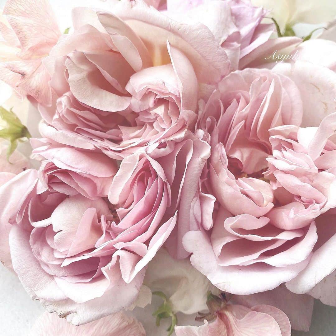 Yuka Kaedeのインスタグラム：「. . …♡ . . . . #_asyuka_ #beautifulroses @atelierkyodoyabashi  #lovers_amazing_group #pretty_shotz #softness_and_lovely #꽃 #soft_topshot #fleur_noblesse #薔薇#my_daily_flower #flower_special_ #장미 #charming_nature_ #raw_flowers #floral_secrets #favv_flowers #wp_flower #tv_soft」