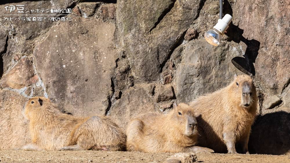 渡辺克仁さんのインスタグラム写真 - (渡辺克仁Instagram)「おはようございます。  #カピバラ #水豚 #capybara #おはよう」5月8日 7時00分 - katsuhito.watanabe