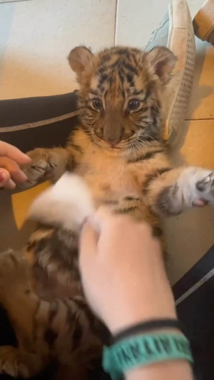 Baby Animalsのインスタグラム：「This adorable baby tiger rescue loves his wipe downs! ☺️  📸: @safariaitana   #tiger #babytiger #cutetiger #tigercub #tigerlover #adorableanimals #cuteanimals #animallovers #cute #tigerlovers #tigercubs #cutestanimals」