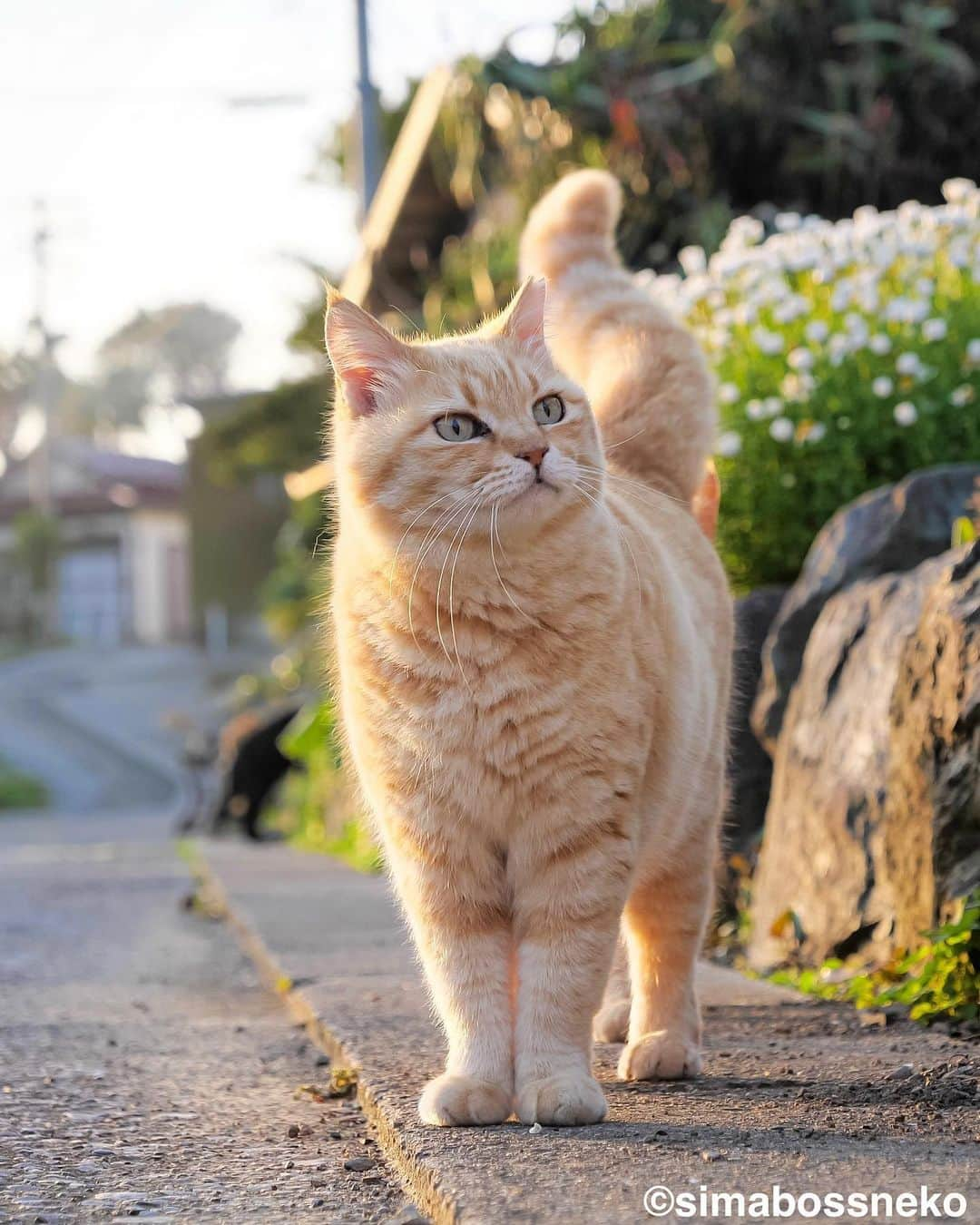 simabossnekoさんのインスタグラム写真 - (simabossnekoInstagram)「・ さっちゃんいいお顔😸💓 Sachi has a sweet face✨  5枚目の投稿は動画です。 The 5th posts are videos.  Swipeしてね←←🐾  〜感謝〜 GW期間中、深島（でぃーぷまりん @deepmarine33 ）にて開催しておりました、ねこツアーにご参加いただき、誠にありがとうございました。沢山の方々とお話しできて、とても楽しかったです☺️ お越しいただき、本当にありがとうございました。  ちなみに、深島へ向かう定期船は、8日からは予約無しで乗船可能です。 詳しくは、佐伯市営 蒲江・深島航路事務所( @kamaekouro )をご覧ください。 ・ ・ #しまねこ #島猫 #ねこ #にゃんすたぐらむ #猫写真 #cats_of_world #catloversclub #pleasantcats #catstagram #meowed #ig_japan #lumixg9」5月8日 8時00分 - simabossneko