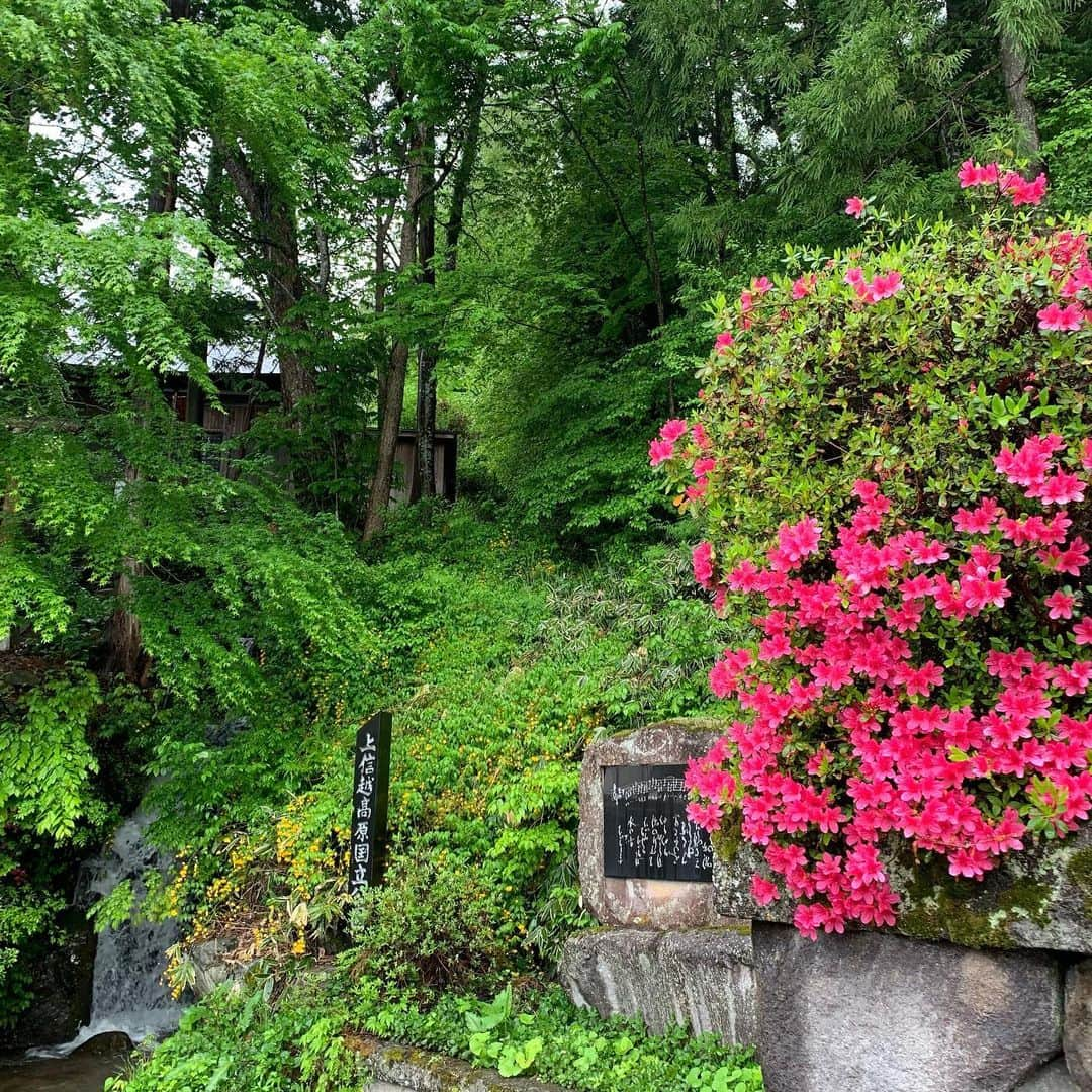 野沢温泉　村のホテル　住吉屋さんのインスタグラム写真 - (野沢温泉　村のホテル　住吉屋Instagram)「「GW明け、雨の朝」 GW期間中にご宿泊頂いたお客様はじめ、皆様ありがとうございました。 連休明けの朝、ここ野沢温泉は雨がシトシトと降っています。 これからここ野沢温泉はそれほど暑くもなく、それほど寒くもない季節となり、外湯巡りにも丁度良い頃合いを迎えます。 GW中にお仕事だった方、混雑した観光地で疲れた方。梅雨入り前に、 初夏の花咲く、のんびりとした雰囲気の里山・野沢温泉にのーんびりしにお越しになりませんか？ #野沢温泉村のホテル住吉屋　#住吉屋　#野沢温泉住吉屋　#野沢温泉　#野沢温泉村　#野沢温泉　#野沢温泉スキー場　#温泉旅行　#長野県　#信州　#旅行　＃初夏　#九輪草　#つつじ」5月8日 8時13分 - sumiyosiya