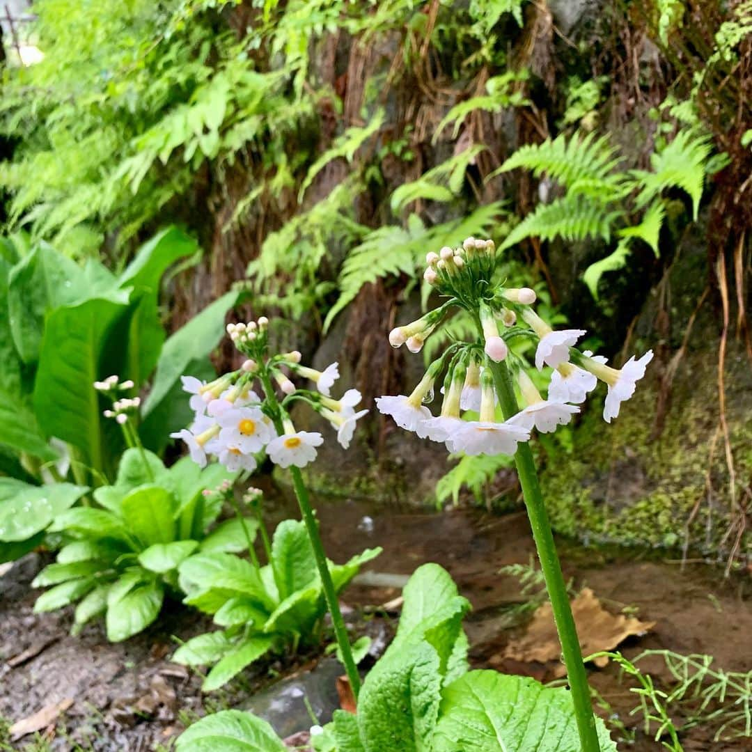 野沢温泉　村のホテル　住吉屋さんのインスタグラム写真 - (野沢温泉　村のホテル　住吉屋Instagram)「「GW明け、雨の朝」 GW期間中にご宿泊頂いたお客様はじめ、皆様ありがとうございました。 連休明けの朝、ここ野沢温泉は雨がシトシトと降っています。 これからここ野沢温泉はそれほど暑くもなく、それほど寒くもない季節となり、外湯巡りにも丁度良い頃合いを迎えます。 GW中にお仕事だった方、混雑した観光地で疲れた方。梅雨入り前に、 初夏の花咲く、のんびりとした雰囲気の里山・野沢温泉にのーんびりしにお越しになりませんか？ #野沢温泉村のホテル住吉屋　#住吉屋　#野沢温泉住吉屋　#野沢温泉　#野沢温泉村　#野沢温泉　#野沢温泉スキー場　#温泉旅行　#長野県　#信州　#旅行　＃初夏　#九輪草　#つつじ」5月8日 8時13分 - sumiyosiya