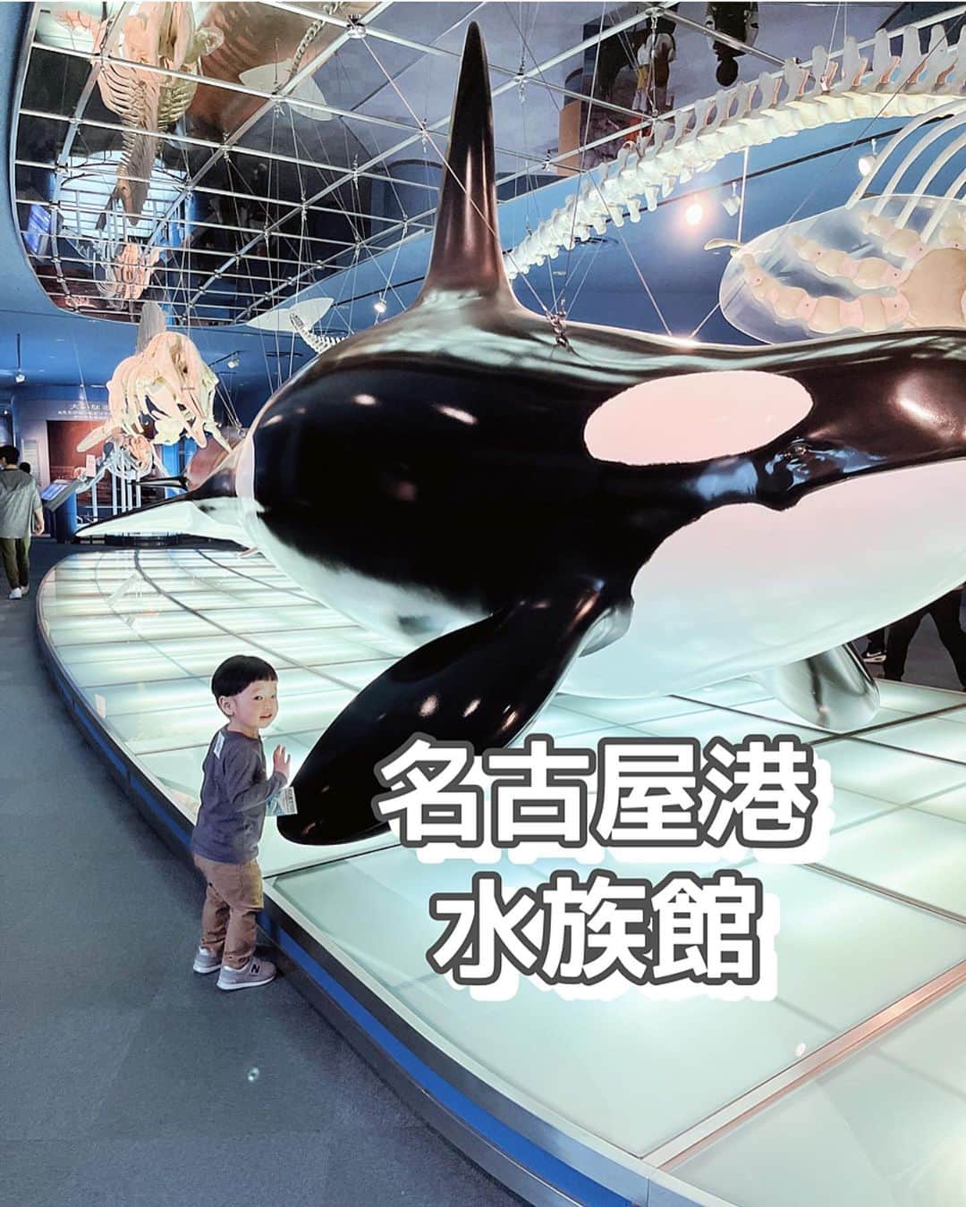 ayacasuのインスタグラム：「📍名古屋港水族館 * * 日本に2箇所しかない シャチがいる水族館🦈 息子初めてのシャチでした👦🏻♡ 私もパパも子供の頃見た アドベンチャーのシャチぶり.ᐟ.ᐟ * ベルーガ🐬も可愛かったし イワシのトルネードショーも綺麗で感動した〜🥹✨ * * #名古屋港水族館 #名古屋子連れ旅行  #名古屋観光  #名古屋旅行  #愛知観光  #愛知旅行 #水族館 #シャチ #シャチショー  #オルカ  #ベルーガ  #イワシトルネード  #2歳男の子 #2歳6ヶ月  #2y6m  #イルカショー」