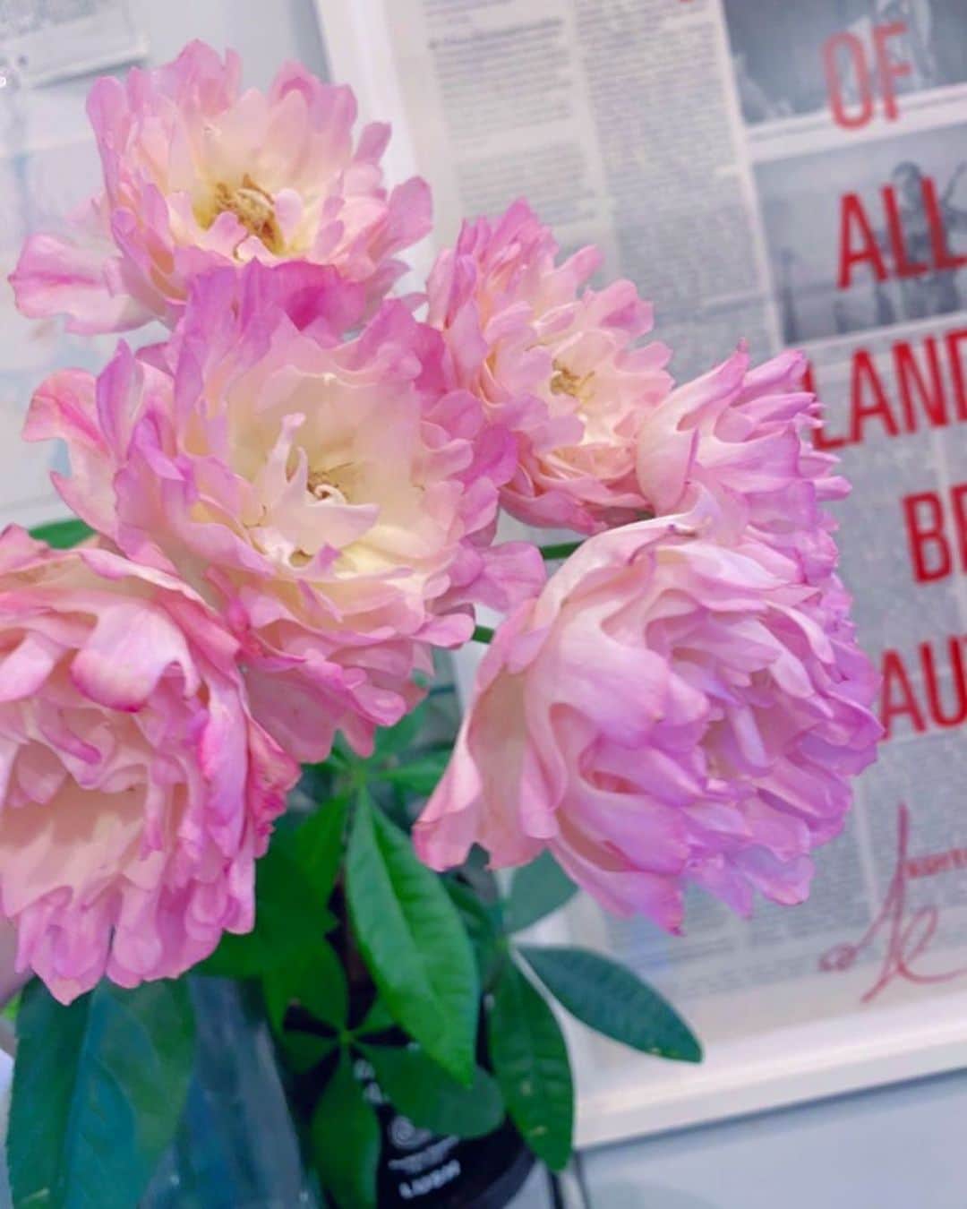 辻愛沙子さんのインスタグラム写真 - (辻愛沙子Instagram)「珍しい薔薇と芍薬．」5月8日 8時58分 - ai1124arca