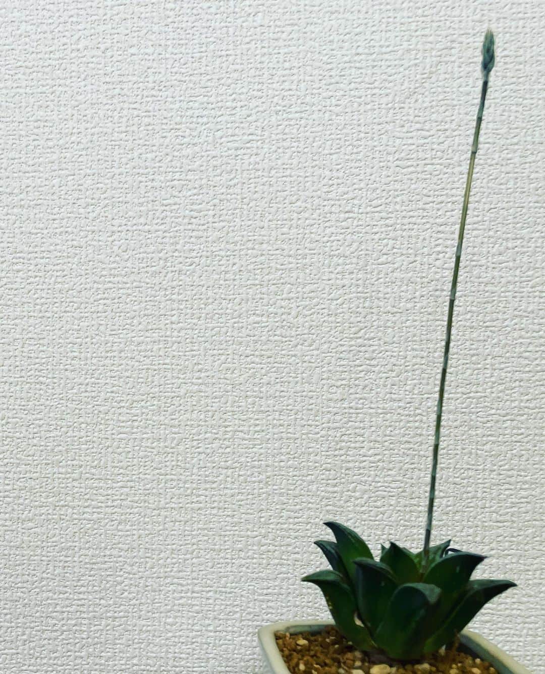 宮田麺児さんのインスタグラム写真 - (宮田麺児Instagram)「日に日に　伸びる　これは なんだ？？ 花が咲きそうだ。  #多肉植物」5月8日 9時01分 - miyatamenji