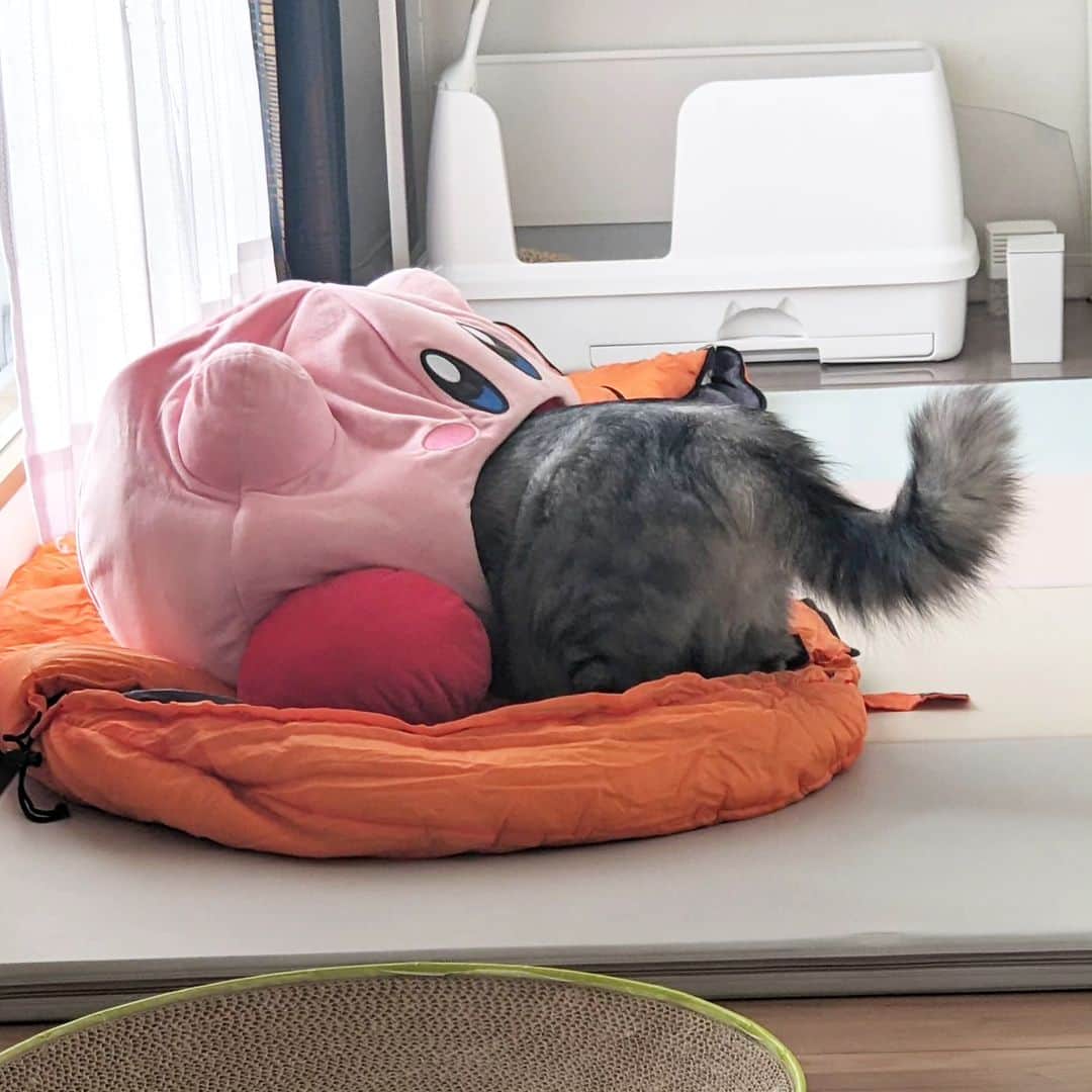 松原真琴さんのインスタグラム写真 - (松原真琴Instagram)「カービィに吸われる猫」5月8日 9時39分 - huminhukyu