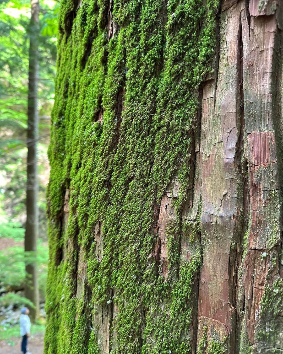 Tattyのインスタグラム：「一日でたくさん群馬の自然を堪能できた🍃  #群馬　 #gunma  #japan #nature #自然」