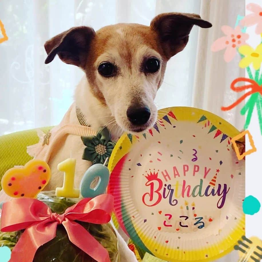 愛華みれさんのインスタグラム写真 - (愛華みれInstagram)「2023.5.8  #お誕生日 です  #愛犬 　ここる　  #10歳 　になりました🎵  ちっちゃかった🐶私も、白毛❗増えてきた、、  朝から #プレゼント　の  キャベツまるごと  大興奮で 💗もらったよ〰️🎵  ありがとう さだよ姉ちゃま💐🐾  ジャンプ〰️🎵  これからも  皆さま  仲良くしてくださいね💗」5月8日 10時23分 - mireaika