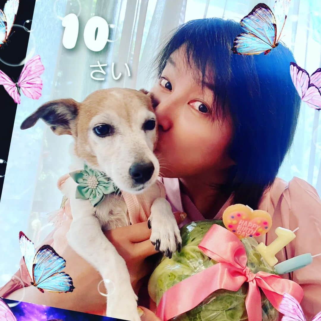 愛華みれさんのインスタグラム写真 - (愛華みれInstagram)「2023.5.8  #お誕生日 です  #愛犬 　ここる　  #10歳 　になりました🎵  ちっちゃかった🐶私も、白毛❗増えてきた、、  朝から #プレゼント　の  キャベツまるごと  大興奮で 💗もらったよ〰️🎵  ありがとう さだよ姉ちゃま💐🐾  ジャンプ〰️🎵  これからも  皆さま  仲良くしてくださいね💗」5月8日 10時23分 - mireaika