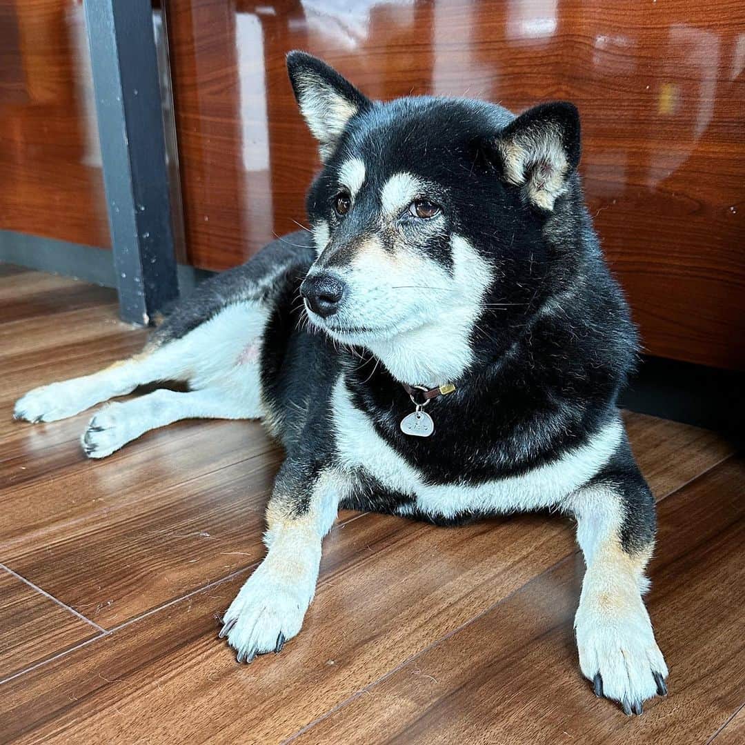 vo_coのインスタグラム：「🐾 やっとGW終わってあいつら保育園行ったわんね… ＊ 渋滞や混雑が嫌い過ぎて連休にほぼ遠出しない我が家 5連休とか子供がずっと家にいて疲れるだけだし明けて平日5日のダメージでかいから5月は毎週水曜日が休みとかの方がいいなー とりあえず盆とか年末年始に遠くまで帰省とかしなくていい環境には感謝 ＊ #こたちゃんは毎日が夏休み #shibastagram #instashiba #shiba #shibainu #黒柴 #柴犬」