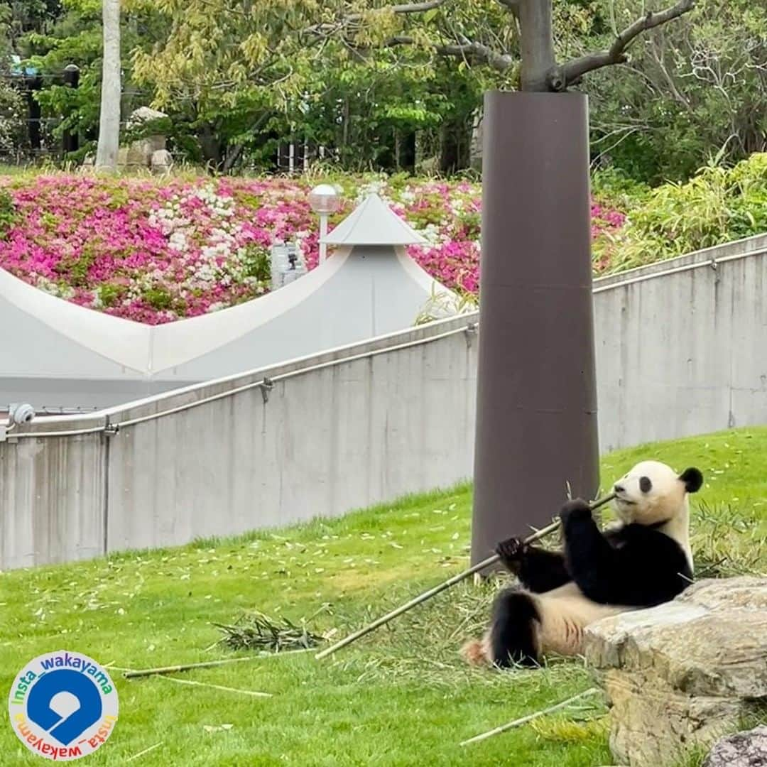 和歌山県のインスタグラム：「. Insta_Wakayamaでは、皆さんがハッシュタグをつけて投稿してくださった写真から、素敵な写真をご紹介させていただきます。本日のピックアップは @panda_kuroshioさんのお写真です。 ハッシュタグのご利用ありがとうございます！  . こちらは、南紀白浜アドベンチャーワールドの写真です🐼🌟 結浜とつつじのコラボとっても素敵です！ ゆったりと笹を頬張る姿に癒されますね💕 ぜひ、パンダ一家の様子も見に行ってみてくださいね🌼  . 和歌山に関する投稿には「 #insta_wakayama 」のハッシュタグをつけてください🌟 和歌山の魅力を皆さんで発信していきましょう！ ハッシュタグをつけると同時に、写真の場所の記載・位置情報の登録もお願いします🎵  . フィーチャーしたお写真には撮影者の方が必ずいます。 お写真に関係のないコメントを残さないようにお願いします。   #和歌山県 #白浜#shirahama_city#アドベンチャーワールド #wakayama #insta_wakayama #instameet_wakayama #wakayamagram #nagomi_wakayama #visitwakayama#retrip_news #japan #なんて素敵な和歌山なんでしょう」