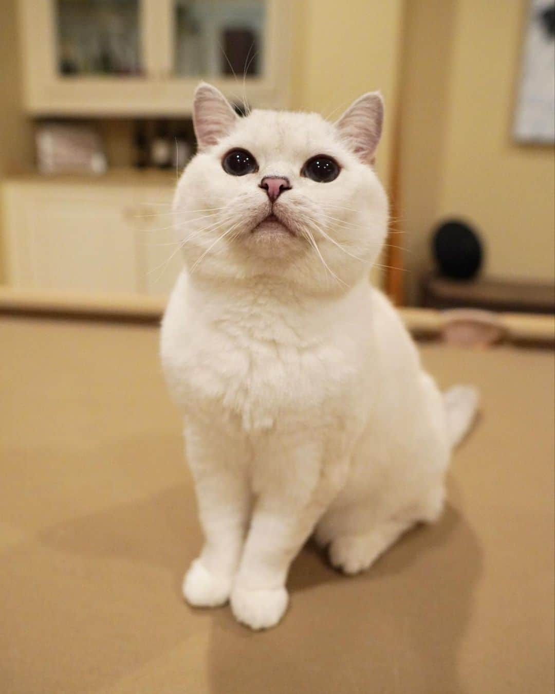 ミスター・ホワイトさんのインスタグラム写真 - (ミスター・ホワイトInstagram)「How was your weekend? ❤️  #meow #cute #catsofinstagram #love」5月8日 11時00分 - white_coffee_cat