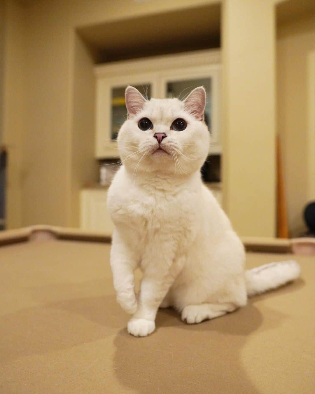 ミスター・ホワイトさんのインスタグラム写真 - (ミスター・ホワイトInstagram)「How was your weekend? ❤️  #meow #cute #catsofinstagram #love」5月8日 11時00分 - white_coffee_cat