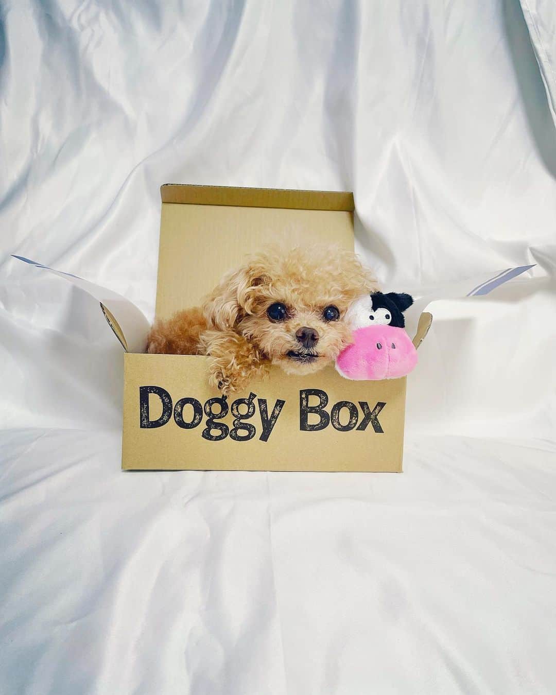 ふわのインスタグラム：「ふわの大好きなDoggy Box☺︎ 久しぶりに届いてうかれてます。 5月Boxの牛さんと🐮  #toypoodle#toypoodlegram#dogsofinstagram#instadog#doglover#doglife#cutedog#dog#fuwamama#ふわ#トイプードル#ふわもこ部#犬バカ部#親バカ部#犬のいる暮らし#いぬすたぐらむ#ドギボ#doggybox#pr」