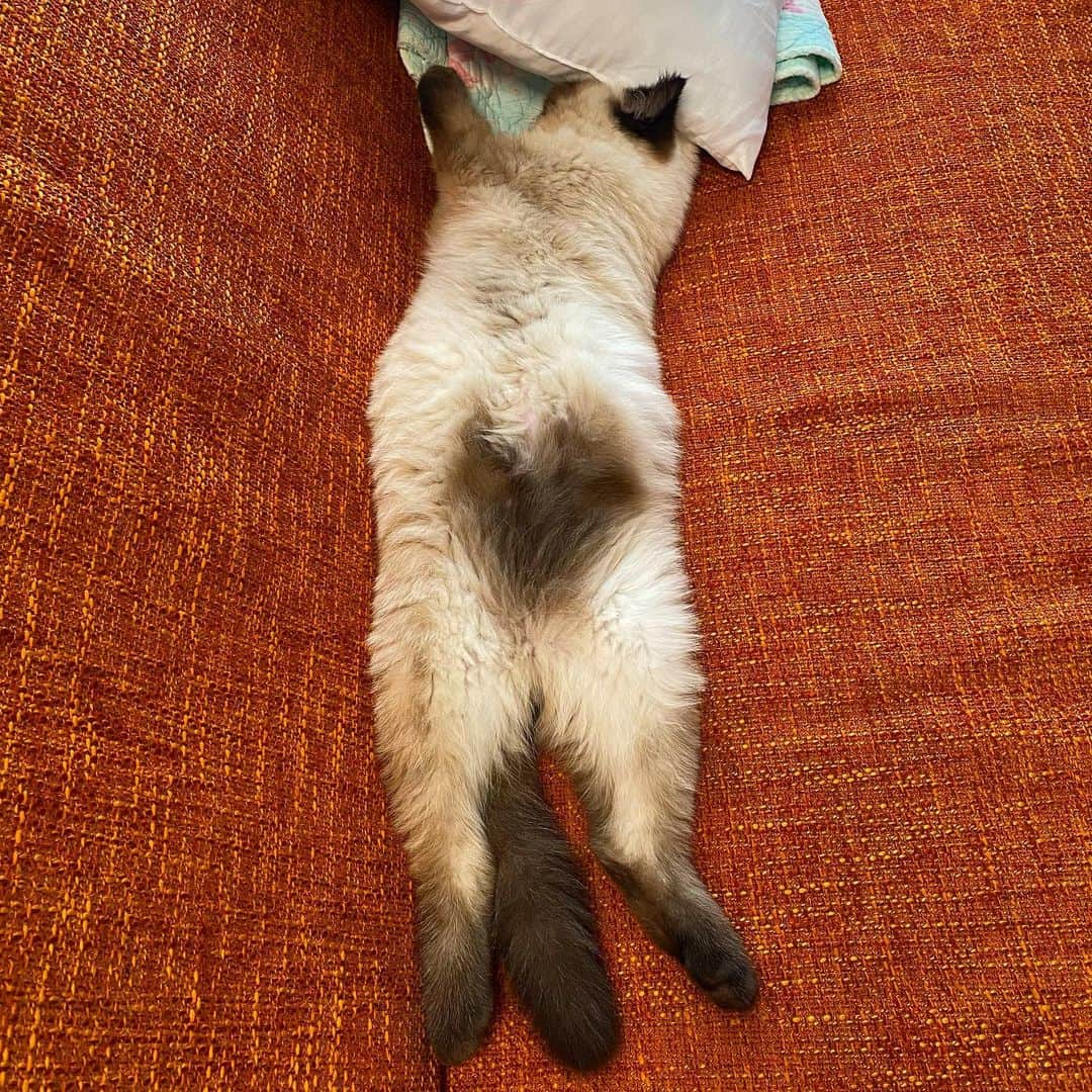 林青空さんのインスタグラム写真 - (林青空Instagram)「♡  #エキゾチックショートヘア #exoticshorthair #fluffycat #猫 #cat #猫のいる暮らし #catstagram #猫のとのさん」5月8日 11時40分 - aozora65