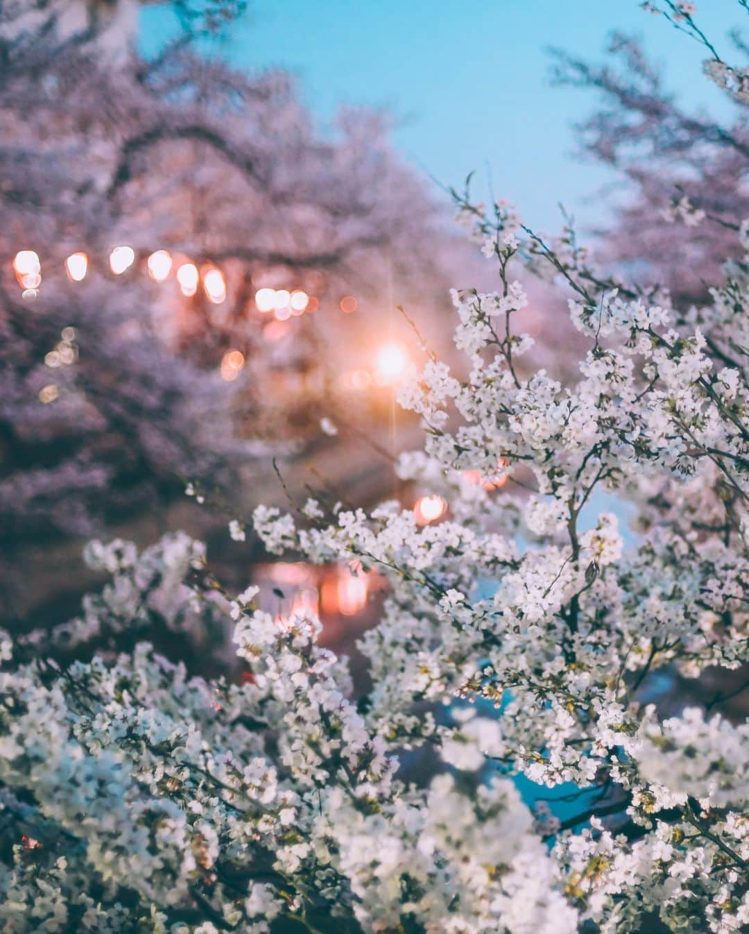 yukiさんのインスタグラム写真 - (yukiInstagram)「#福島江 #福島江の桜 #桜#新潟桜スポット  ・ 『桜咲く季節に…』 The scenery we have seen Another story  ・ ・ __________________________ 日々の撮影記事やコラム更新中！ ・・・・・・・・・・・・・・・ ◉FAN限定サイト◉ https://www.fansnet.jp/sty830 __________________________  #instagram #instagramjapan #bestjapanpics #wonderful_places #hello_worldpics #earthfocus #earthofficial #beautifuldestinations #fantastic_earth #travelanddestinations  #awesomepix #visualambassadors #earthpix #visitjapanjp #travelingthroughtheworld #artofvisuals #bestplacestogo #discoverer #welivetoexplore #tokyocameraclub」4月14日 19時18分 - sty830