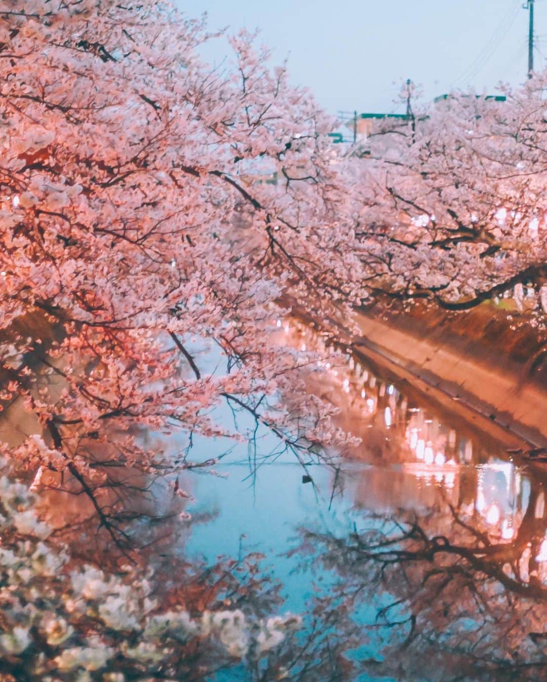 yukiさんのインスタグラム写真 - (yukiInstagram)「#福島江 #福島江の桜 #桜#新潟桜スポット  ・ 『桜咲く季節に…』 The scenery we have seen Another story  ・ ・ __________________________ 日々の撮影記事やコラム更新中！ ・・・・・・・・・・・・・・・ ◉FAN限定サイト◉ https://www.fansnet.jp/sty830 __________________________  #instagram #instagramjapan #bestjapanpics #wonderful_places #hello_worldpics #earthfocus #earthofficial #beautifuldestinations #fantastic_earth #travelanddestinations  #awesomepix #visualambassadors #earthpix #visitjapanjp #travelingthroughtheworld #artofvisuals #bestplacestogo #discoverer #welivetoexplore #tokyocameraclub」4月14日 19時18分 - sty830