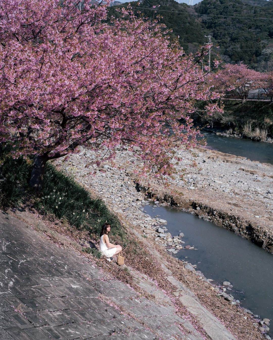 山口功貴さんのインスタグラム写真 - (山口功貴Instagram)「I swear I can run faster than Mocha🐕‍🦺 Who do you think will win in a race?😂  Some snaps from the early Kawazu variant cherry blossoms. This place had been on my bucket list for the longest time so I’m so glad to have visited finally!  w/ @alexa_luczak」4月14日 19時12分 - kohki