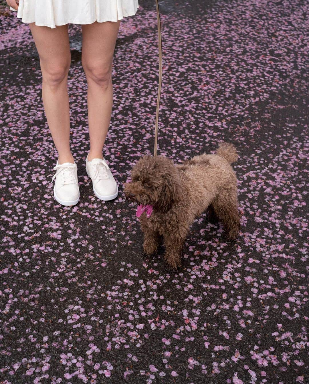 山口功貴さんのインスタグラム写真 - (山口功貴Instagram)「I swear I can run faster than Mocha🐕‍🦺 Who do you think will win in a race?😂  Some snaps from the early Kawazu variant cherry blossoms. This place had been on my bucket list for the longest time so I’m so glad to have visited finally!  w/ @alexa_luczak」4月14日 19時12分 - kohki