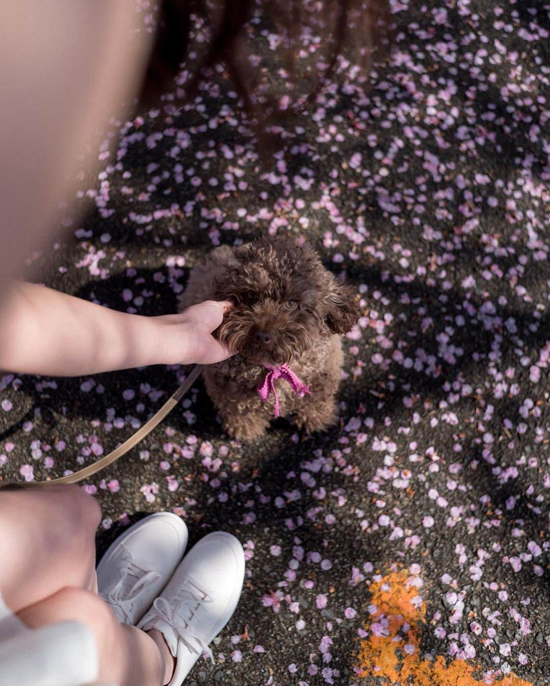 山口功貴さんのインスタグラム写真 - (山口功貴Instagram)「I swear I can run faster than Mocha🐕‍🦺 Who do you think will win in a race?😂  Some snaps from the early Kawazu variant cherry blossoms. This place had been on my bucket list for the longest time so I’m so glad to have visited finally!  w/ @alexa_luczak」4月14日 19時12分 - kohki