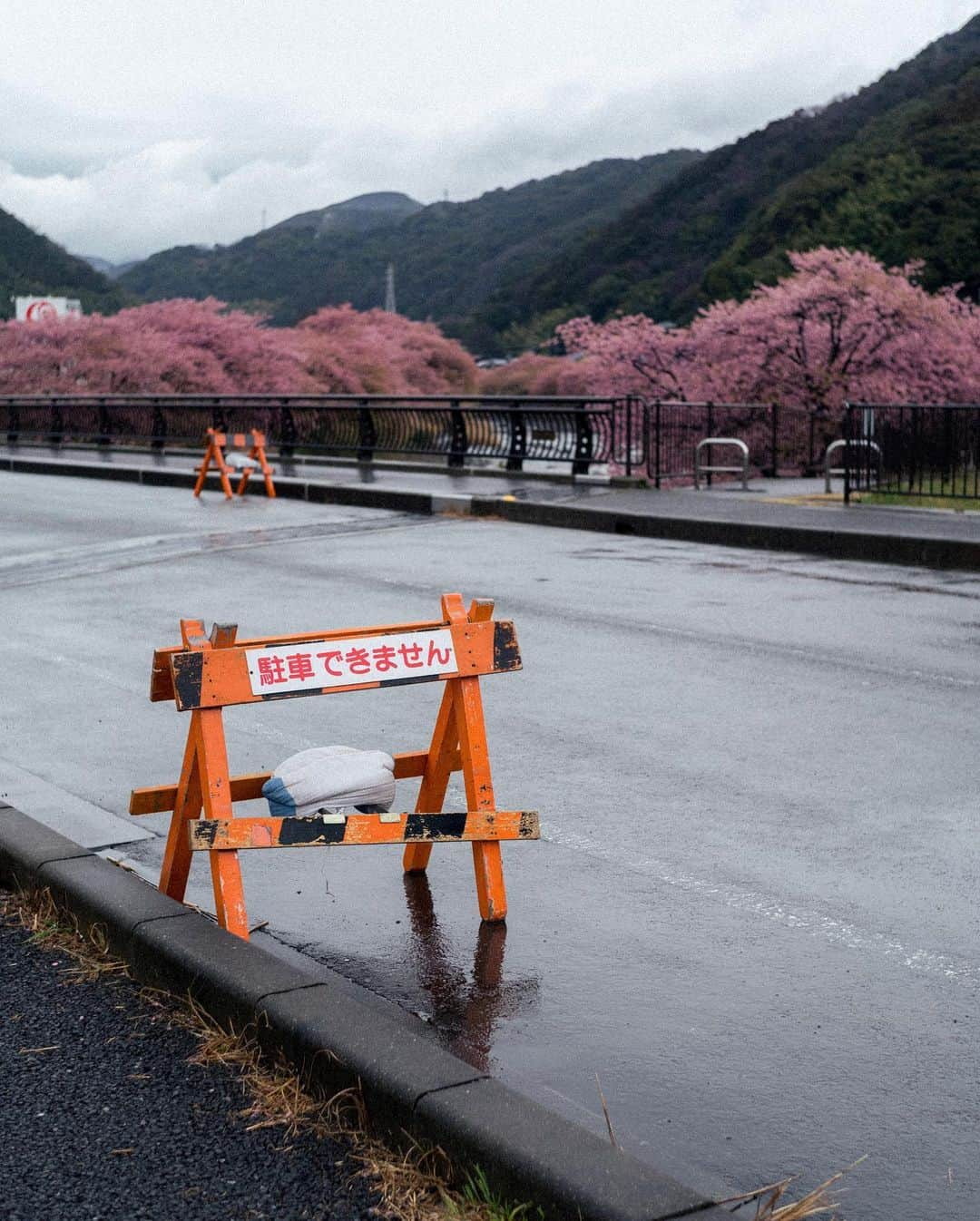 山口功貴のインスタグラム：「I swear I can run faster than Mocha🐕‍🦺 Who do you think will win in a race?😂  Some snaps from the early Kawazu variant cherry blossoms. This place had been on my bucket list for the longest time so I’m so glad to have visited finally!  w/ @alexa_luczak」