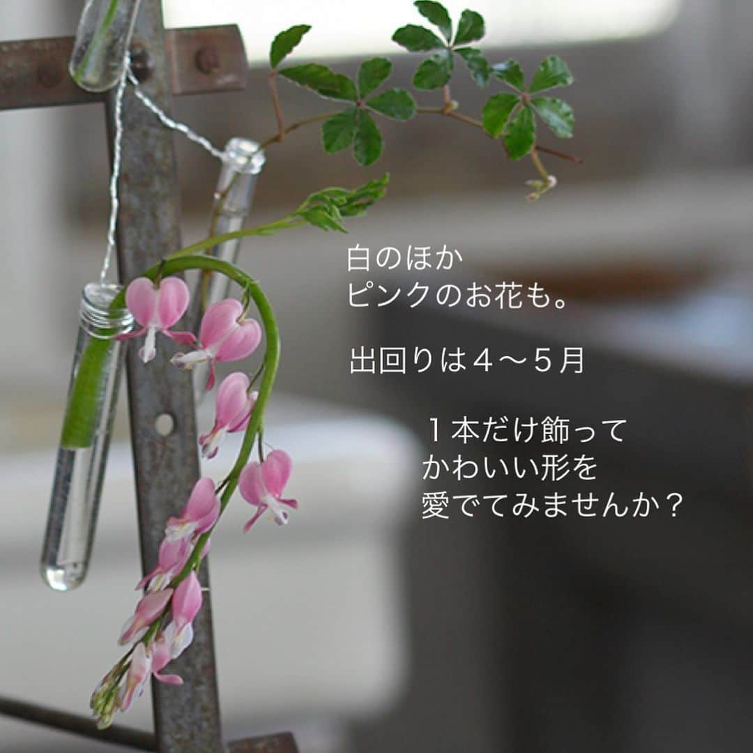 雑誌『花時間』さんのインスタグラム写真 - (雑誌『花時間』Instagram)「お祝いにぴったりな名前をもつ花って、思いつきますか？  花時間（@hanajikan_magazine）です。  品種名も含めると、たくさんありそうですが、いまの時期に出回る、めでたい花名、ナンバーワンは「タイツリソウ」。  タイ＝鯛。  釣竿に釣り上げられた鯛のごとく、茎にぷるぷるとぶら下がって咲きます。  別名のタイツリソウのほうがよく知られていそうですが、本名は「ケマンソウ」。  漢字では華鬘草。お寺のお堂を飾る装飾品、華鬘に見立てた名前なんだそうです。  タイツリソウには、白いお花のほか、ピンクもあり、こっちの方がめでたさ増し増し！  見つけたら、飾ってみませんか？  では、本日もお疲れさまでした。明日も元気smile😊😊😊で頑張りましょう！ byピーターパン  【花時間ニュース】 💜『花時間』から、花の定期便がスタートしました🥰　世界でここだけのバラと旬花が届く嬉しいサービスです💕  💜『花時間2023秋冬』〈春夏秋冬。季節のリース〉大好評発売中！  💜2023年『花時間』カレンダー絶賛発売中！  💜『花と短歌でめぐる 二十四節気 花のこよみ』大好評発売中  すべて @hanajikan_magazine のプロフィールのリンクから飛べます✈️  『花時間』本誌や書籍は全国の書店、ネット書店でも発売中✨  #花時間 #ケマンソウ #タイツリソウ #かわいい花 #フラワーアレンジ #花が好き #花が好きな人と繋がりたい #花を飾る #花を飾る生活 #花屋さんへ行こう」4月14日 19時13分 - hanajikan_magazine