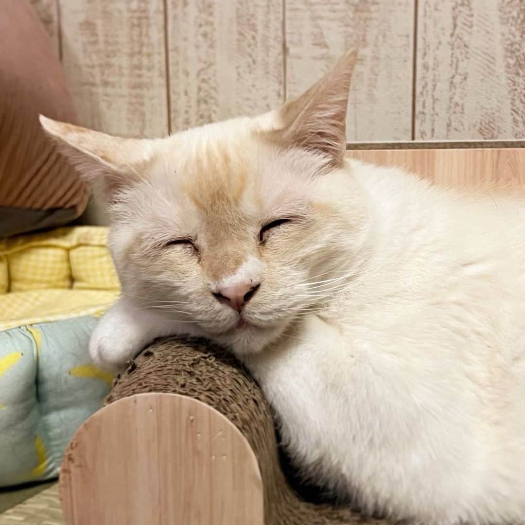 ソルトのインスタグラム：「今日も一日お疲れ様にゃ😸  #cat#catstagram #instacat #catsofinstagram #catoftheday #lovecats #instagramcats #instagram #kitty #cat_features #ilovemycat#whitecat #whitekitty#my_pet_feature #cutepetclub #weeklyfluff #にゃんこ#白猫#ねこ#ねこ部#猫#ネコ#ふわもこ部#ペコねこ部#シャムミックス#笹かま猫#保護猫#保護猫を家族に」