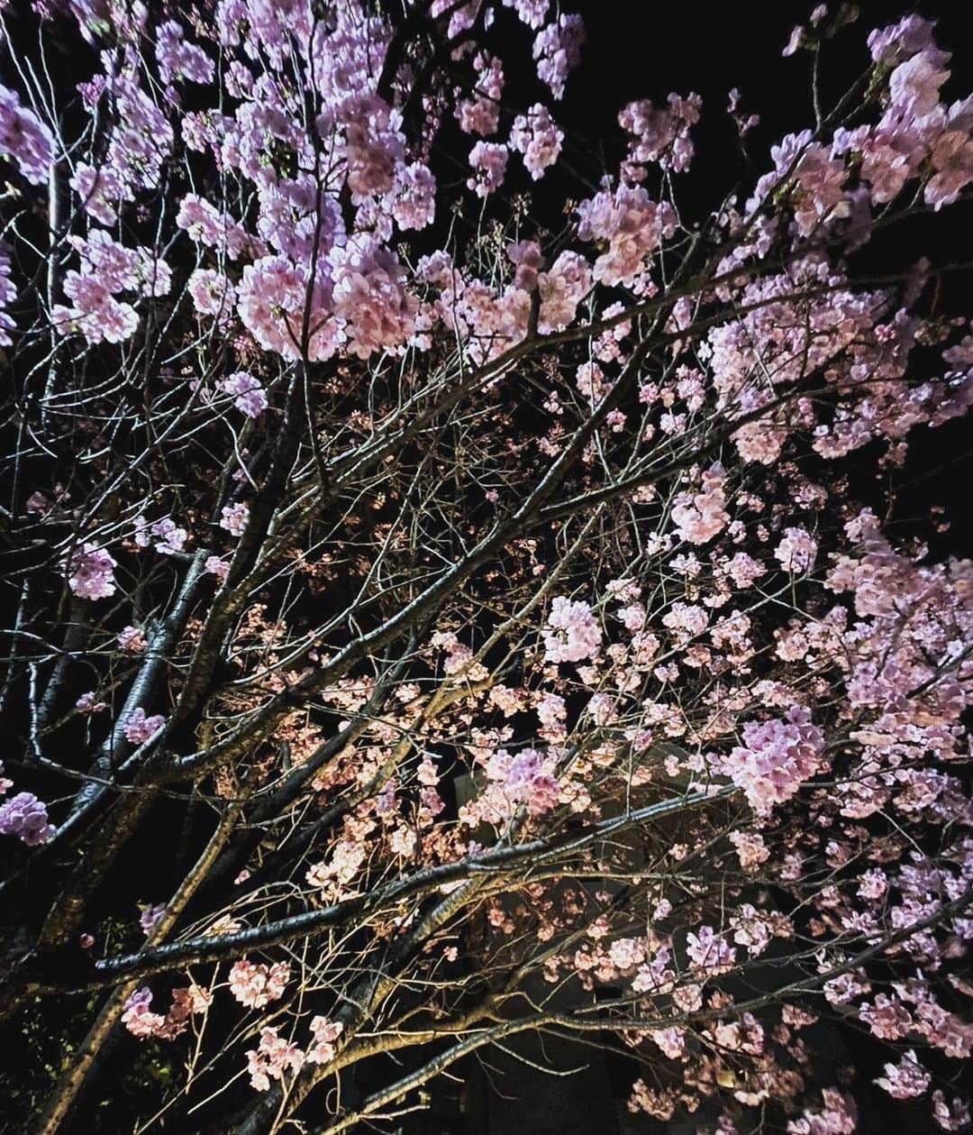 Hoshinokeiのインスタグラム：「夜のお散歩☺️ ライトアップされてる 夜桜って妖艶で 好きです♡ #お疲れ様です #お散歩#桜#夜桜」