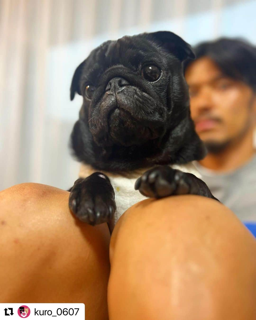 山口蛍のインスタグラム：「#Repost @kuro_0607 with @use.repost ・・・ 🐾 おんなじ顔してテレビに釘付け👀💡 ・ #blackpug#dogstagram#doglover#블랙퍼그#퍼그#강아지산책#반려견#댕댕이#개스타그램#귀여운강아지#팔로우미#黒パグ#黒パグ部#黒パグ大好き#パグのいる生活#パグのいる暮らし#パグスタグラム#ぱぐすたぐらむ#いぬすたぐらむ#犬のいる暮らし#ぶさかわ犬#鼻ぺちゃ犬#犬見知り#甘えん坊犬#お犬様#いっぬ#いっぬすたぐらむ」