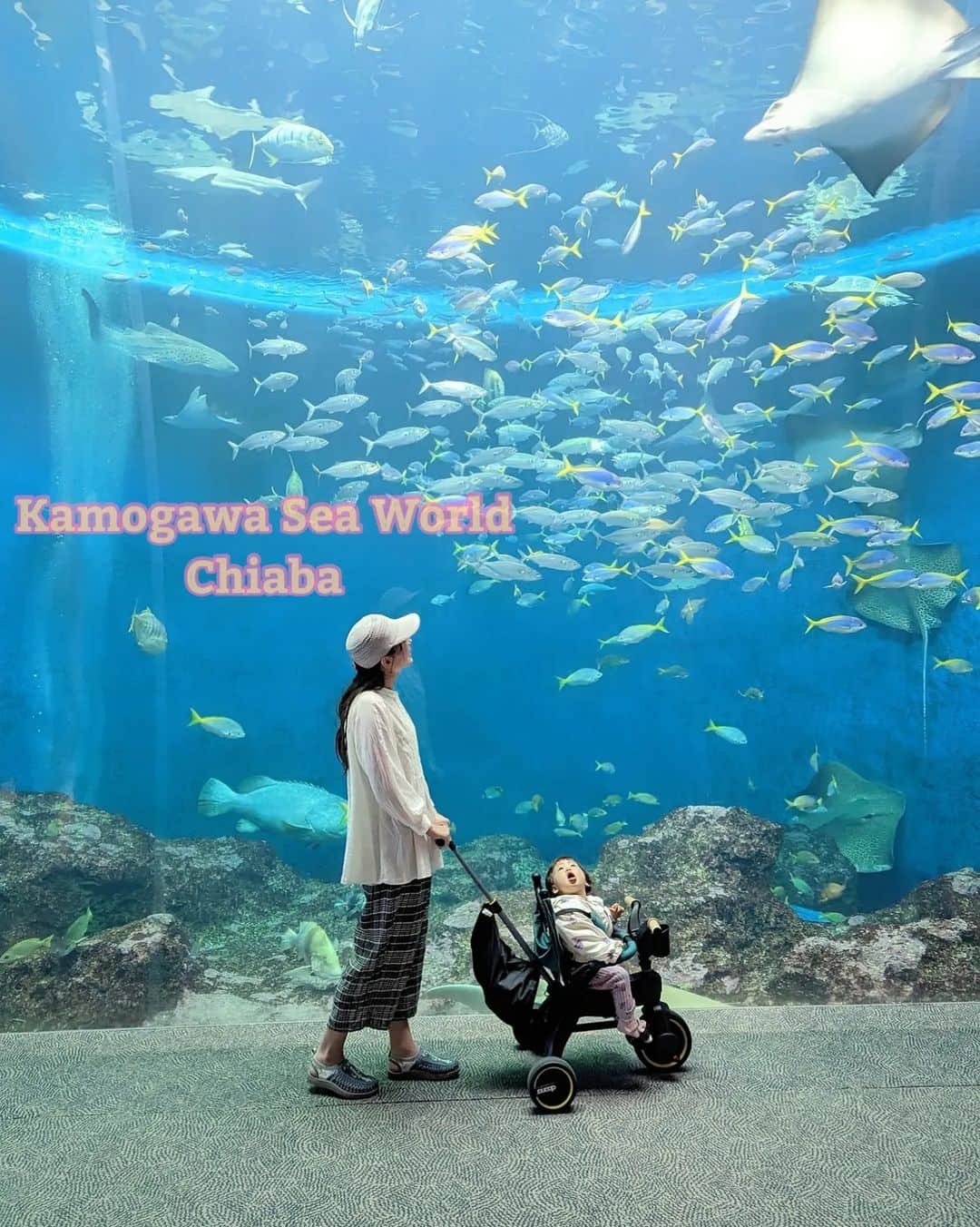 芳美リンさんのインスタグラム写真 - (芳美リンInstagram)「🗾千葉/鴨川　Chiba/Kamogawa  ラナちゃん、初めての水族館は、鴨川シーワールド🐟 大きな水槽にびっくり！  ファースト三輪車は、チャイルドシートを 愛用している@doonajapan のリキトライク！  成長に合わせてクラスチェンジしていく、 一緒に育つ三輪車！  めちゃくちゃカッコよくて、 グランパがなぜか大喜びで押していました。  ヘビーカーより視界が広いので、 周りを見渡せるので、景色がよく見えるね。  Kamogawa  Sea Worl in Chiba It was Lana‘s first time to go a aquarium.  She looked surprise👶 Isn't her tricycle cool? Granpa was happy to push it.  #鴨川シーワールド #ラナちゃんはじめてシリーズ #トラベルトドラー#traveltoddler #doona#リキトライク#likitrike #千葉旅行#三世代旅#三世代旅行#teampixel」4月14日 19時40分 - lynn.lynn5