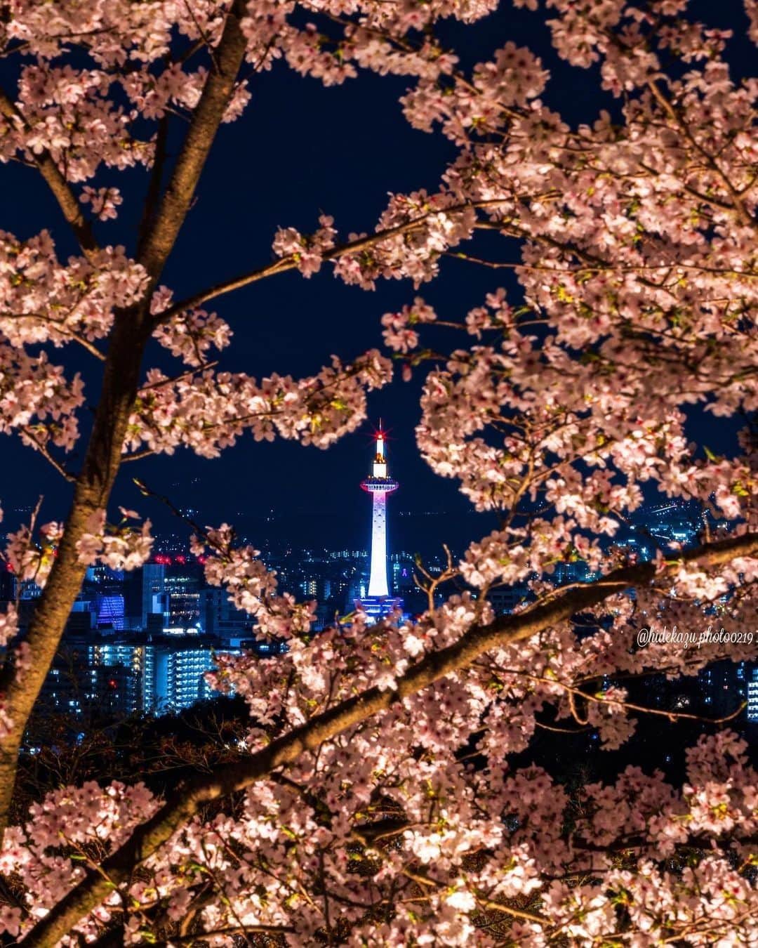 のインスタグラム：「* PHOTOBY @hidekazu_photo0219  #リポスト#おおきに  夜桜の間から除く京都タワーがとても春らしい1枚です。  素敵なお写真のご投稿、ありがとうございました👏  ----- @kyototowerhotel_officialをタグ付け、または【#京都タワー】か【#kyototower】をつけて投稿していただいたユーザーさまの素敵なお写真をご紹介していきます -----」