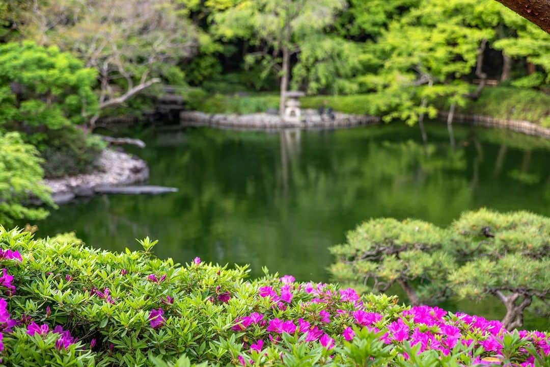 八芳園さんのインスタグラム写真 - (八芳園Instagram)「季節を表す七十二候では、「虹始見（にじはじめてあらわる）」の頃。  春の潤った空気により、雨上がりに虹がかかると言われています。  新緑が深まる八芳園では、ツツジの花が咲き始めました。  新しい季節を迎えた日本庭園で、清々しい空気に包まれるひとときをお過ごしください。  🍃🍃🍃  #八芳園 #happoen #ツツジ #新緑 #虹始見 #日本庭園 #はなすたぐらむ #flowerstagram #flower_daily #花のある暮らし #はなまっぷ #つつじ  #カメラ部 #キリトリセカイ #写真好きな人と繋がりたい #カメラ好きな人と繋がりたい #ファインダー越しの私の世界  #japanesegarden #tokyotokyo #tokyotrip #japan_of_insta #jp_mood #jp_gallery #dreamyphoto #wonderful_places #bestphoto_japan #japan_daytime_view」4月14日 20時02分 - happoen
