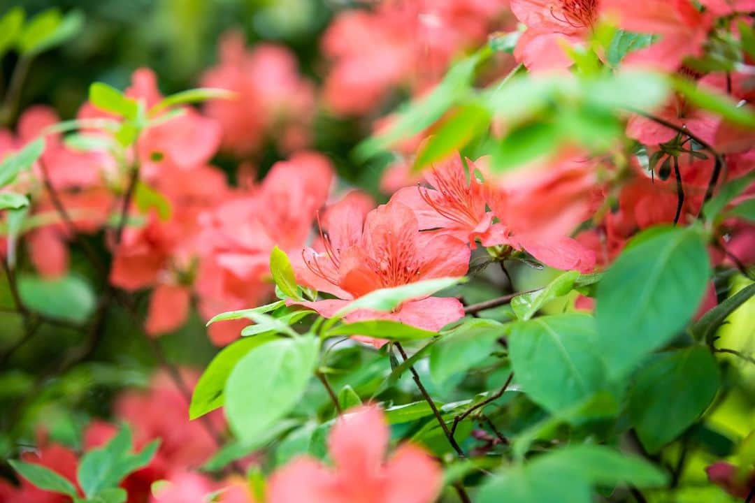 八芳園さんのインスタグラム写真 - (八芳園Instagram)「季節を表す七十二候では、「虹始見（にじはじめてあらわる）」の頃。  春の潤った空気により、雨上がりに虹がかかると言われています。  新緑が深まる八芳園では、ツツジの花が咲き始めました。  新しい季節を迎えた日本庭園で、清々しい空気に包まれるひとときをお過ごしください。  🍃🍃🍃  #八芳園 #happoen #ツツジ #新緑 #虹始見 #日本庭園 #はなすたぐらむ #flowerstagram #flower_daily #花のある暮らし #はなまっぷ #つつじ  #カメラ部 #キリトリセカイ #写真好きな人と繋がりたい #カメラ好きな人と繋がりたい #ファインダー越しの私の世界  #japanesegarden #tokyotokyo #tokyotrip #japan_of_insta #jp_mood #jp_gallery #dreamyphoto #wonderful_places #bestphoto_japan #japan_daytime_view」4月14日 20時02分 - happoen