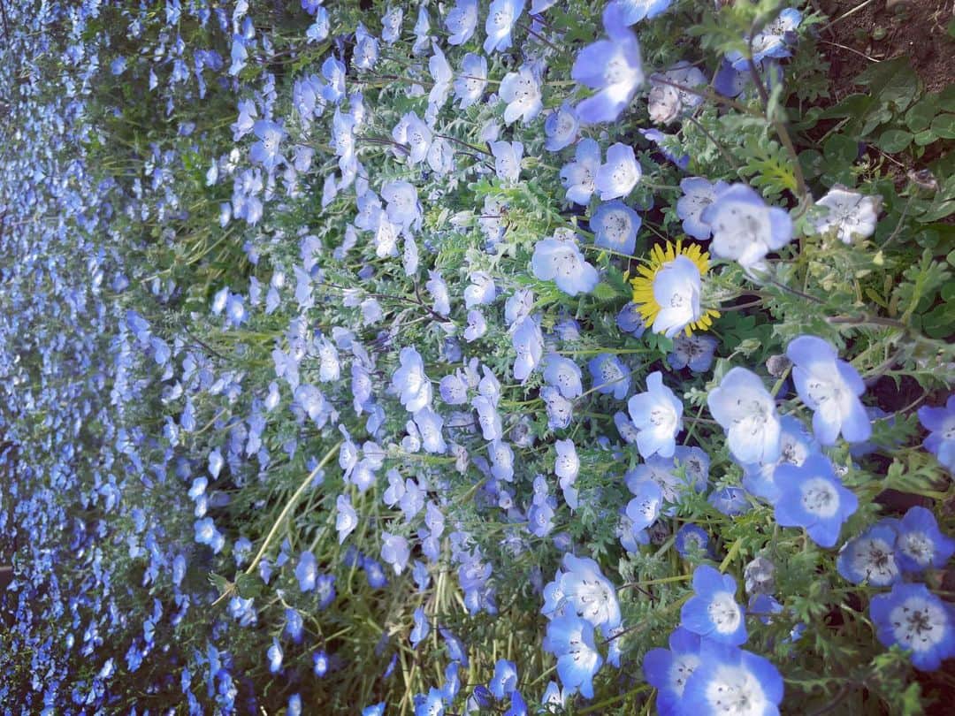 植田ひかるのインスタグラム：「今日は成功祈願の為、再び大洗に行ってきました。 お魚は頂かず大好きなネモフィラを観に…  タンポポが居てあっ。って思わず、声が漏れちゃいました。･.｡  お願いはしっかりできたし あとは自分ですね。 ここからはお家でトレーニングです！ *･.｡*🦋‪･.｡*･.｡*🦋‪･.｡*･.｡*」