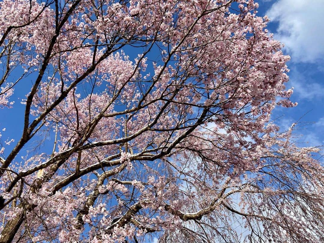 岩本憧子さんのインスタグラム写真 - (岩本憧子Instagram)「. サクラ×ユキ . よーく見たら枝の所に雪が❄️ . 良きですね〜〜！ . . #サクラ　#ユキ #Nozawa #nozawaonsen」4月14日 20時27分 - akoiwamoto