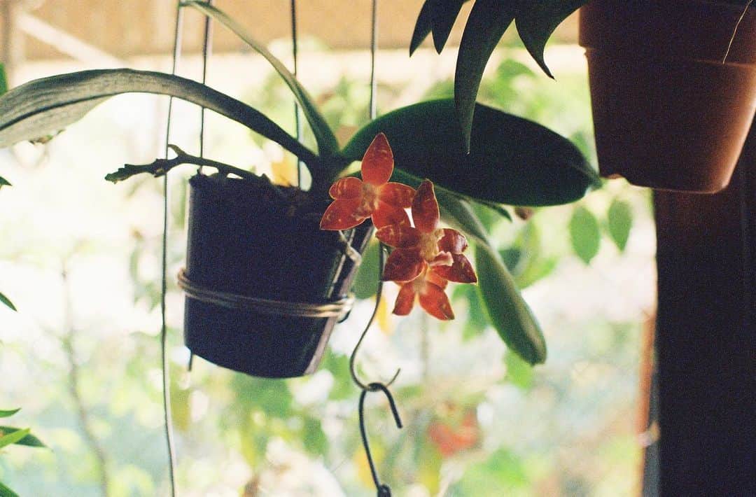 平岡佐智男のインスタグラム：「初めて買った洋ランのファレノプシスが咲き乱れています。 お時間ありましたら、みてあげてください。 一気に3つ咲きました。奥にもう一つ蕾があります。 白いサシが入ったお肉みたいな花です。  #蘭 #洋ラン #洋蘭 #orchid #ファレノプシス #phalaenopsis #orchidlover #orchidflower #filmphotography #filmcamera #contaxaria #contaxplanar50mm #胡蝶蘭 #原種」