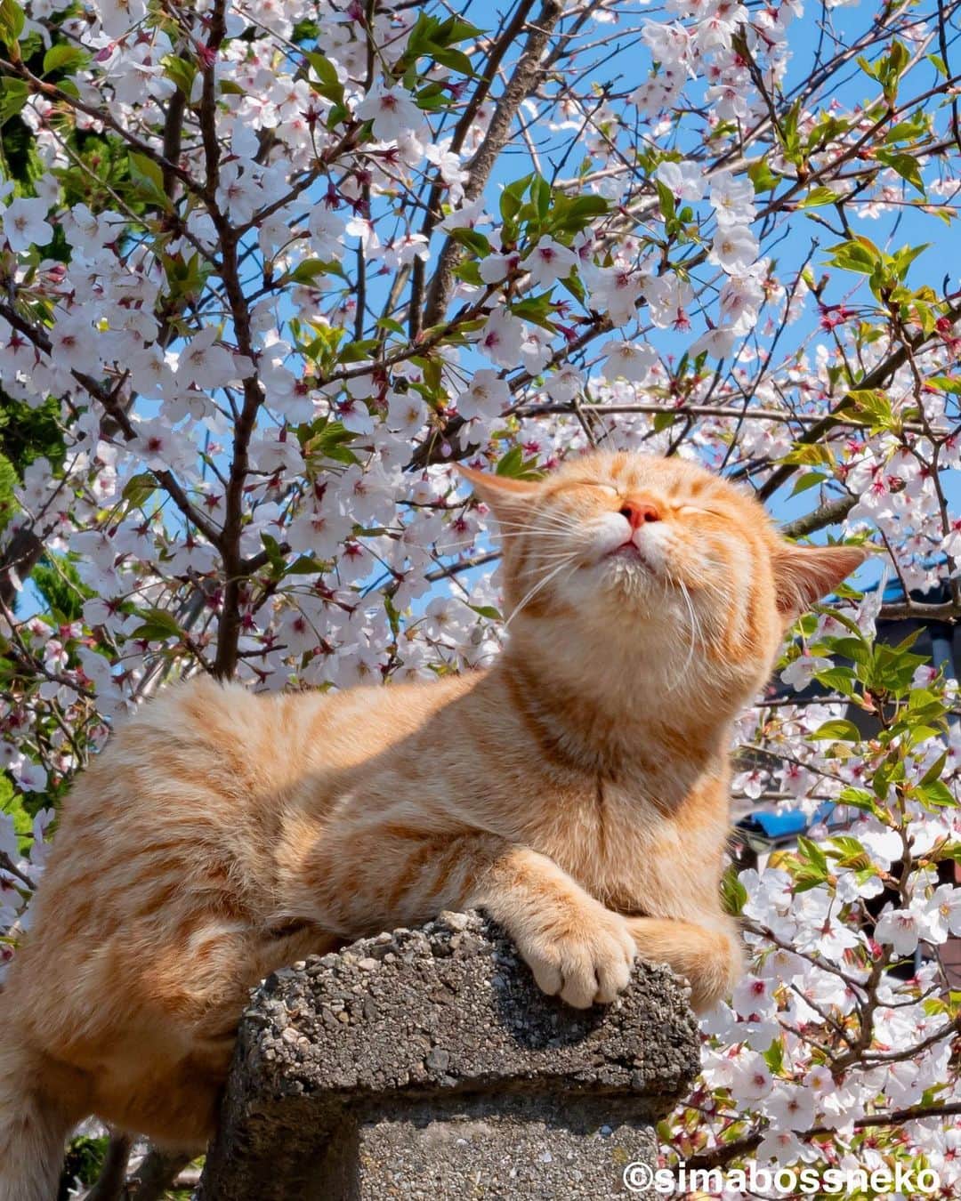 simabossnekoさんのインスタグラム写真 - (simabossnekoInstagram)「・ ごきげんな猫セレクション❣️ simabossneko photobook "Nihon no shima no gokigenna neko" selection! Swipeしてね←←←🐾  写真は全て「日本の島のごきげんな猫」より抜粋。 All photos are excerpted from "Nihon no shima no gokigenna neko". ・ ・ 〜お知らせ〜 minneとメルカリでは『日本の島のごきげんな猫』『キス猫 』『島にゃんこ』のサイン本のセットも販売中です。　  他にも島ねこ日めくりカレンダー2とのセットも❣️ 写真集、カレンダー共に可愛い瞬間がいっぱいです。こちらもぜひ〜🐾  ★minneへは @simabossneko または @p_nyanco22 の プロフィールリンクよりご覧いただけます。  ★メルカリShopsへは、アプリ立ち上げ後「simabossneko's shop」で検索してください。 ・ ・ 【Notice】 At minne shop, we are also selling a set of autographed books of "Nihon no shima no gokigenna neko", "Kiss and Cuddle Cats" and "Island Cats".  ◆Special!  Author ”simabossneko” an  autographed book.  Available now at minne simabossneko's shop Shop URL→ https://minne.com/＠simabossneko  You can jump “minne simabossneko's shop“ directly from the link in @simabossneko or @p_nyanco22 profile. ・ ・ #しまねこ #島猫 #ねこ #自由猫 #にゃんすたぐらむ #猫写真 #みんねこ #catsofinstagram #過去pic #cats_of_world #catloversclub #pleasantcats #catstagram #meowed #ig_japan #lumixg9」4月14日 20時26分 - simabossneko