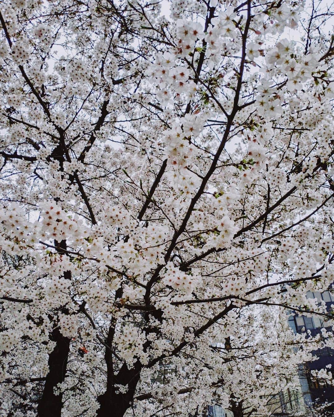 高園あずささんのインスタグラム写真 - (高園あずさInstagram)「雨あがりの公園🌂 あっという間に桜は散っちゃったねぇ。 無印のスウェットは いつもより2サイズあげて2色買い👐🏼  coat / #solov  tops / #mullerofyoshiokubo  pants / #無印良品  bag / #vasic  sneakers / #sorel   #マタニティコーデ #妊婦 #妊娠9ヶ月 #9months  #azusatakazono_服」4月14日 11時50分 - azusa_takazono