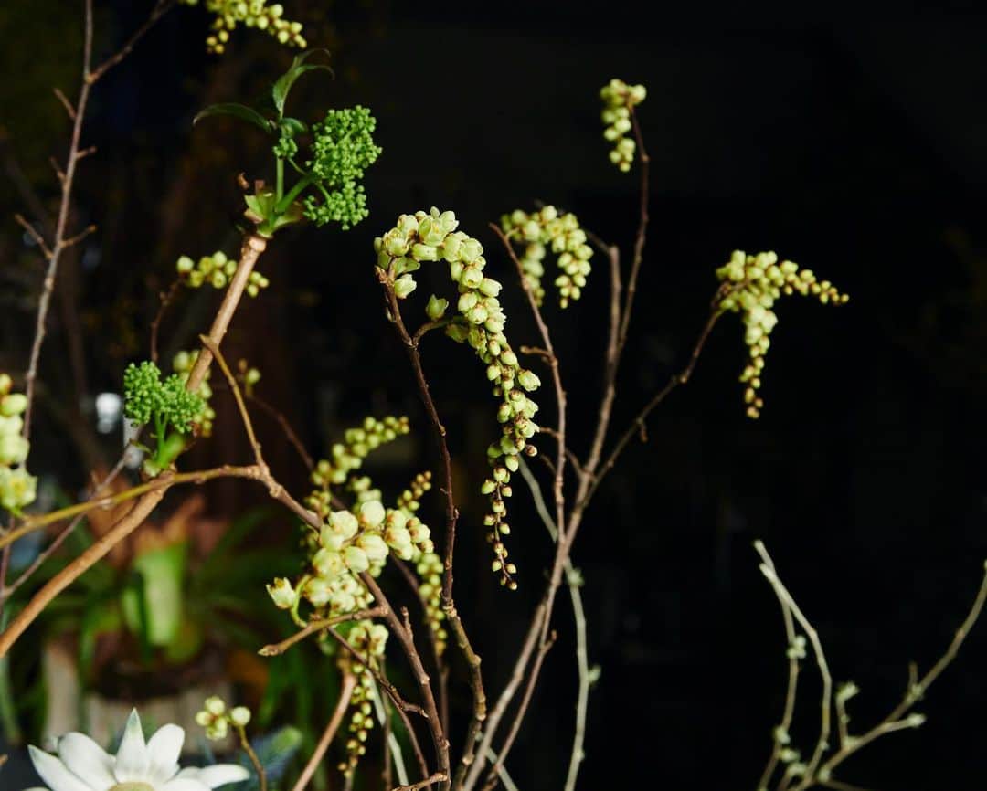 mizuiro ind / ミズイロインドさんのインスタグラム写真 - (mizuiro ind / ミズイロインドInstagram)「journal vol.001：seasonal flowers＆plants  冬が終わり、うららかな春を迎えると、木々は芽吹き、花は色づき、目に入る自然の景色も変わってくる。植物がいきいきとするこの季節、ミズイロインドのショップや展示会でも花のアレンジをお願いしている『小路苑』の吉田耕治さんに、おすすめのアレンジを聞いた。  続きはmizuiroind.jpでご覧ください。  #mizuiroind #ミズイロインド #journal #flowers #plants」4月14日 12時09分 - mizuiroind_official