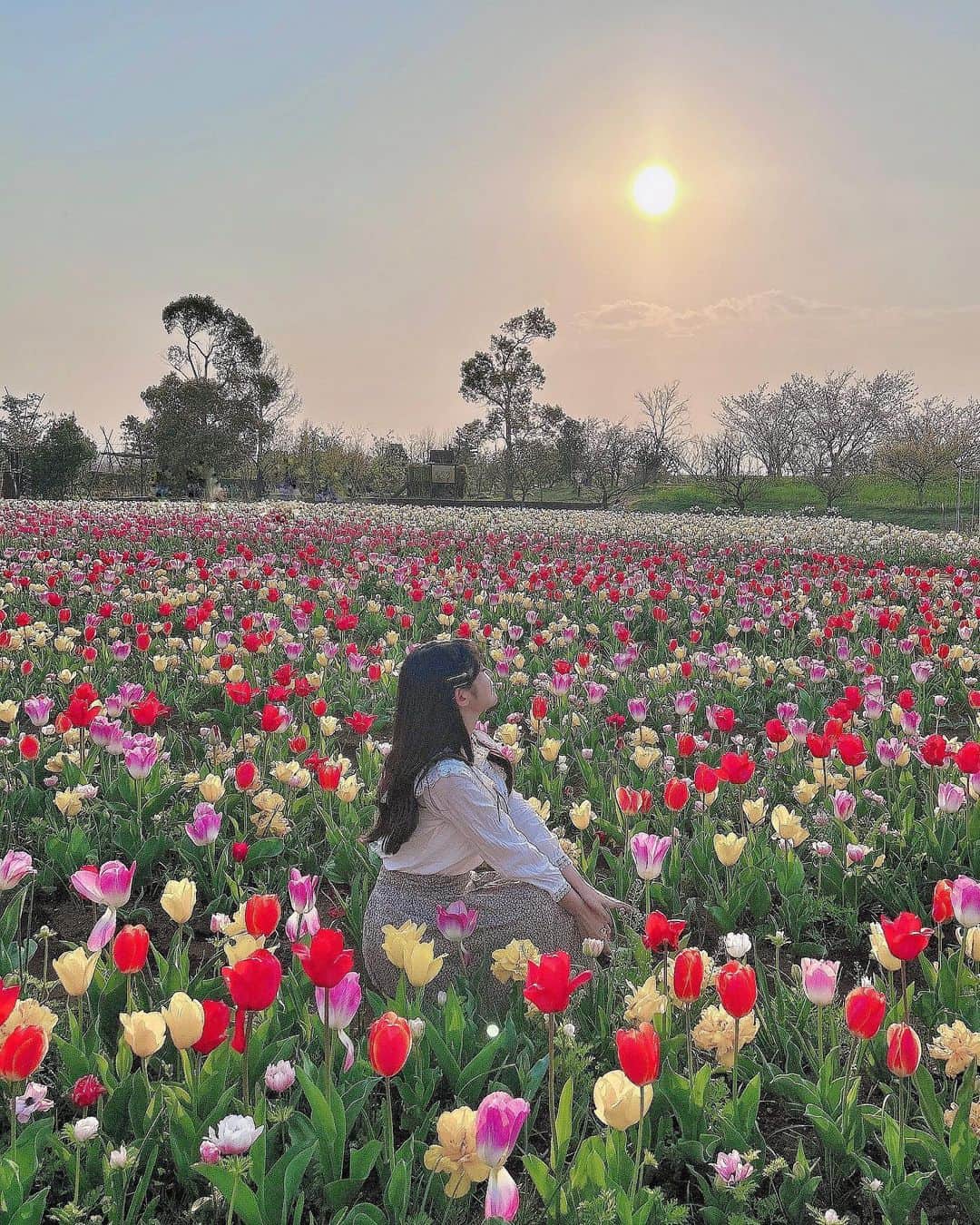 れみぱんのインスタグラム：「チューリップ畑🌷」